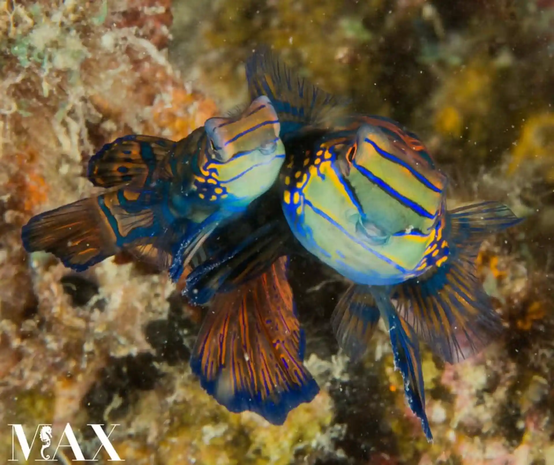Dive site photo