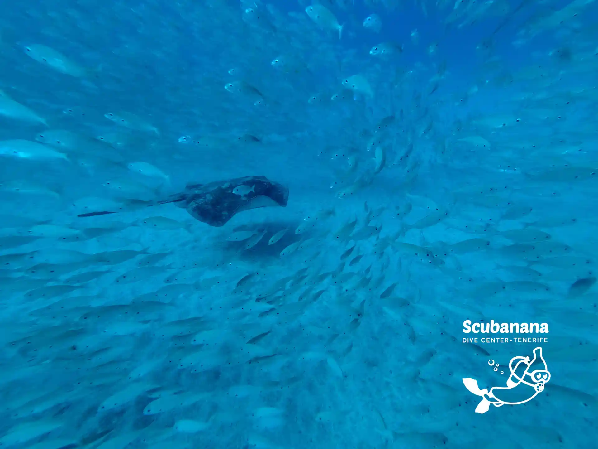 Photo de l'activité