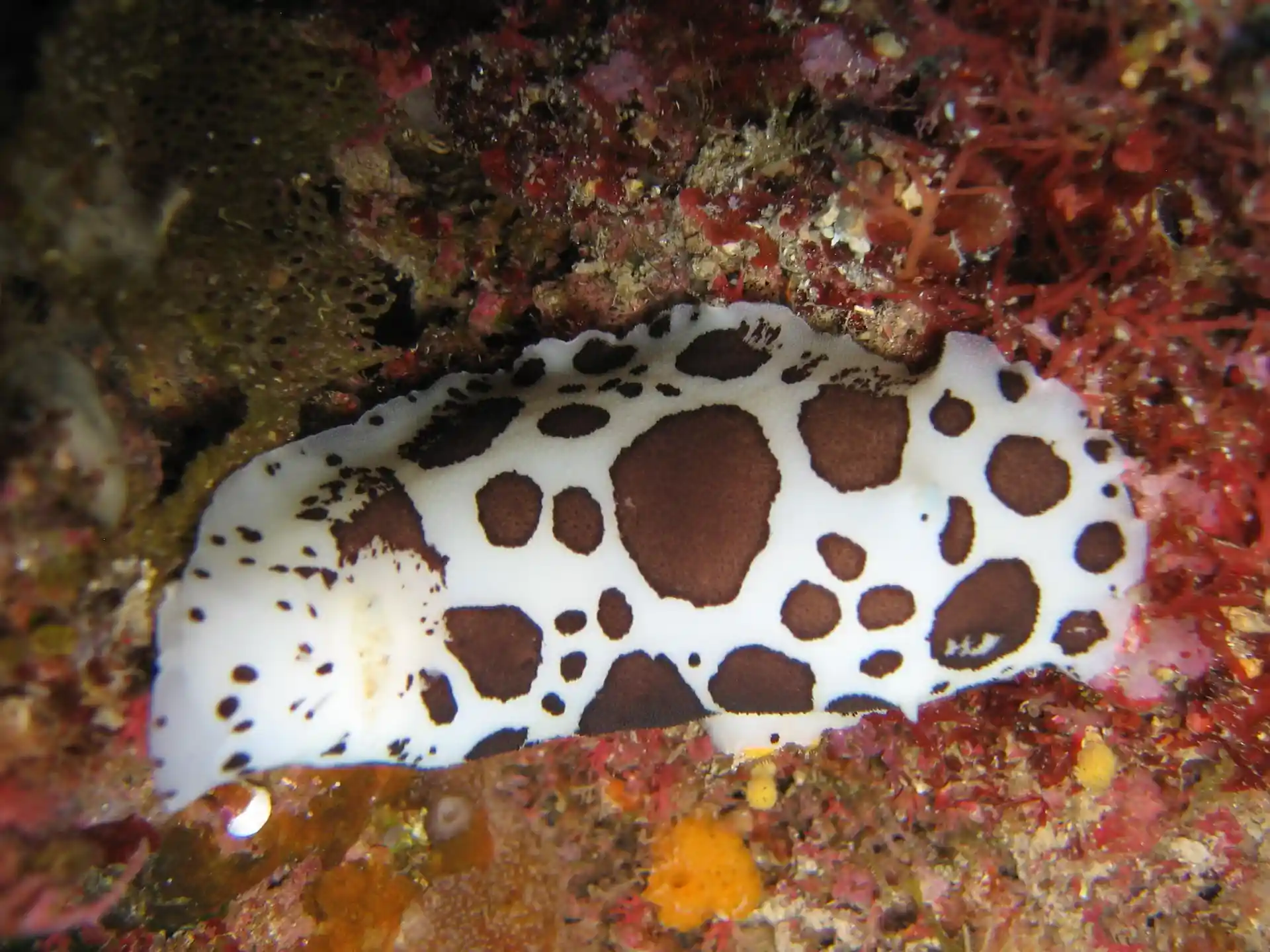 Foto de la tienda de buceo