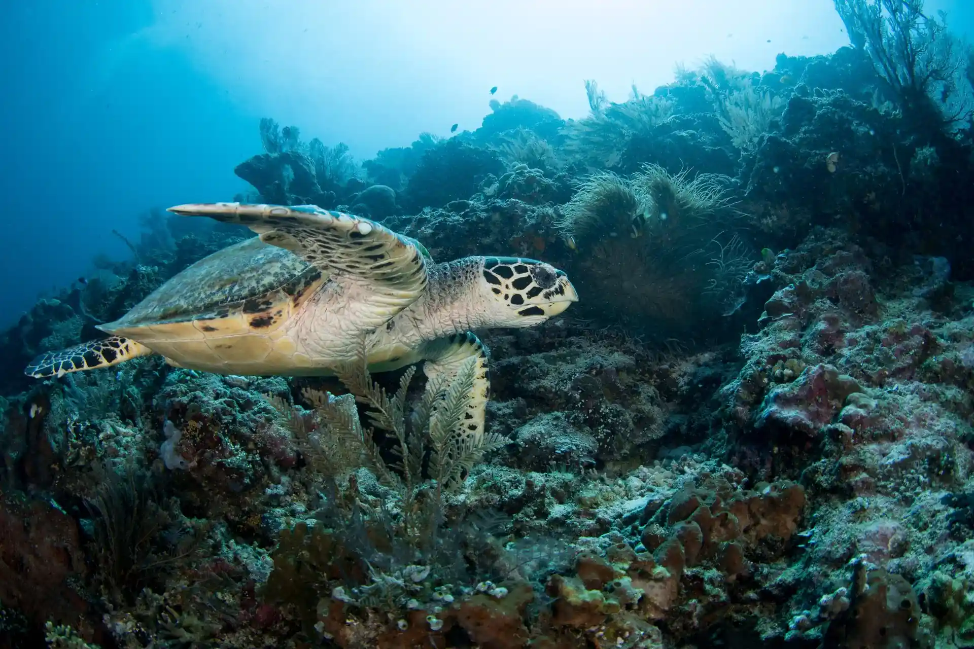 Dive site photo