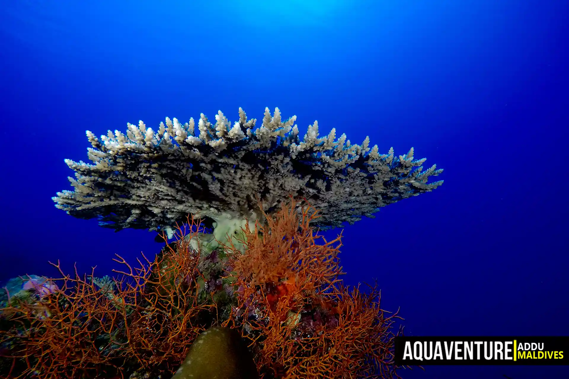 Foto del sitio de buceo
