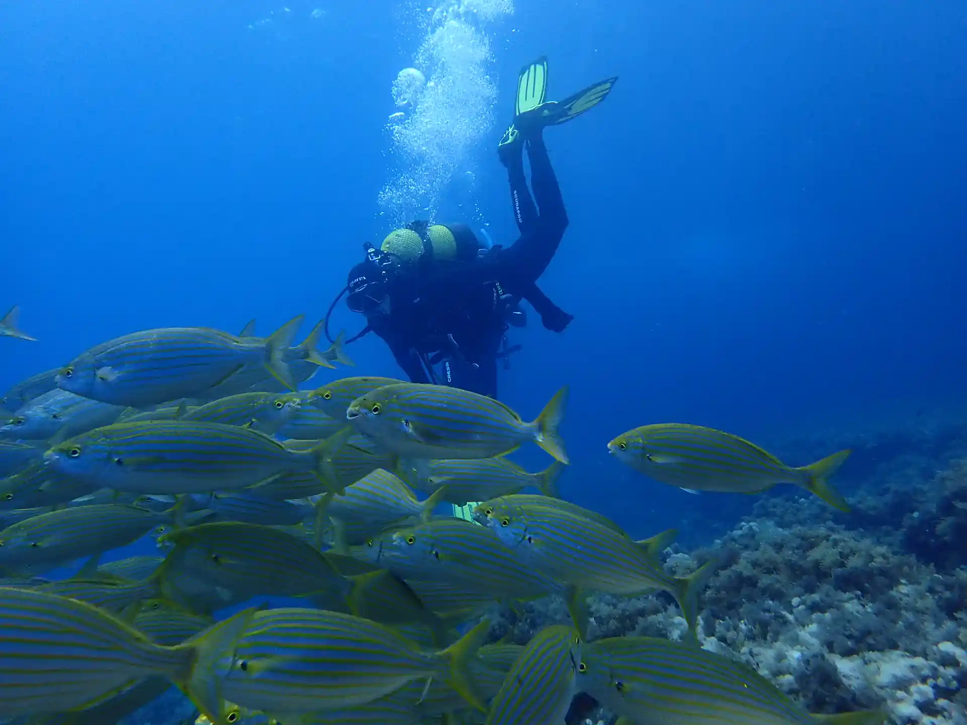 Diver with a school of salemas