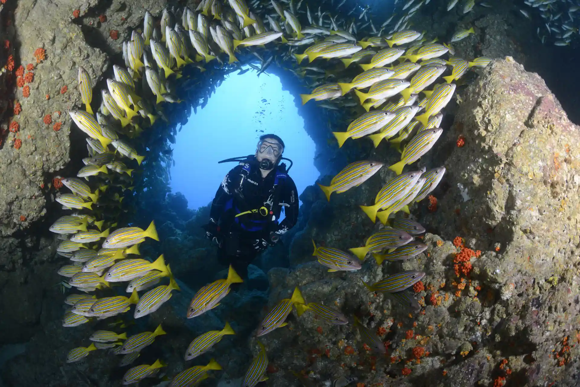 Colorful and diverse dive sites.