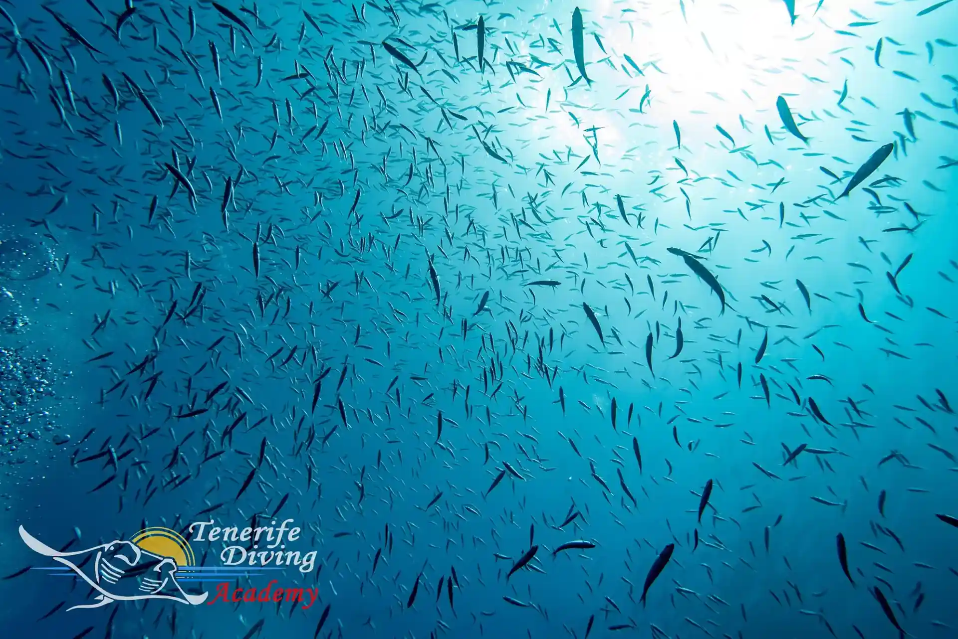 Dive site photo