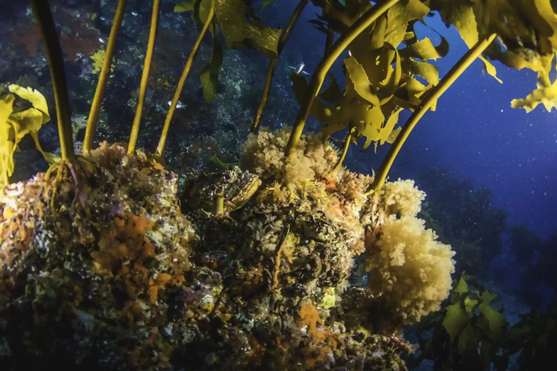 Dive site photo