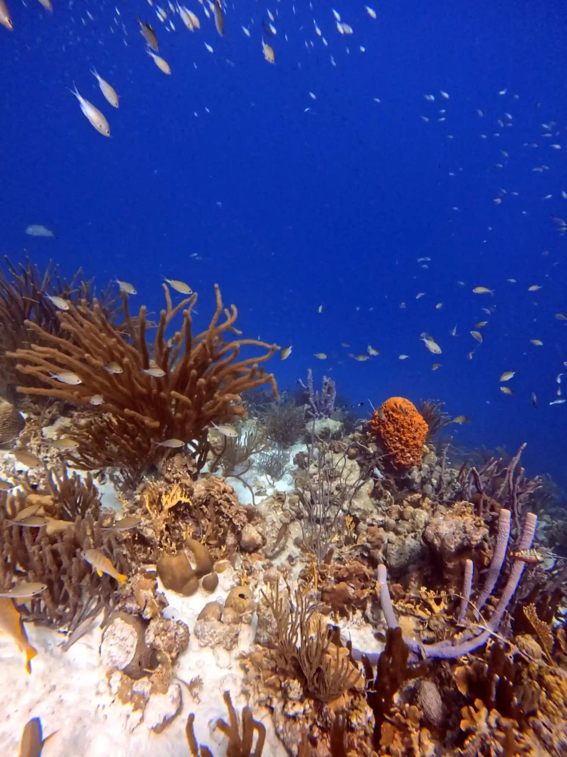 ダイビングサイトの写真