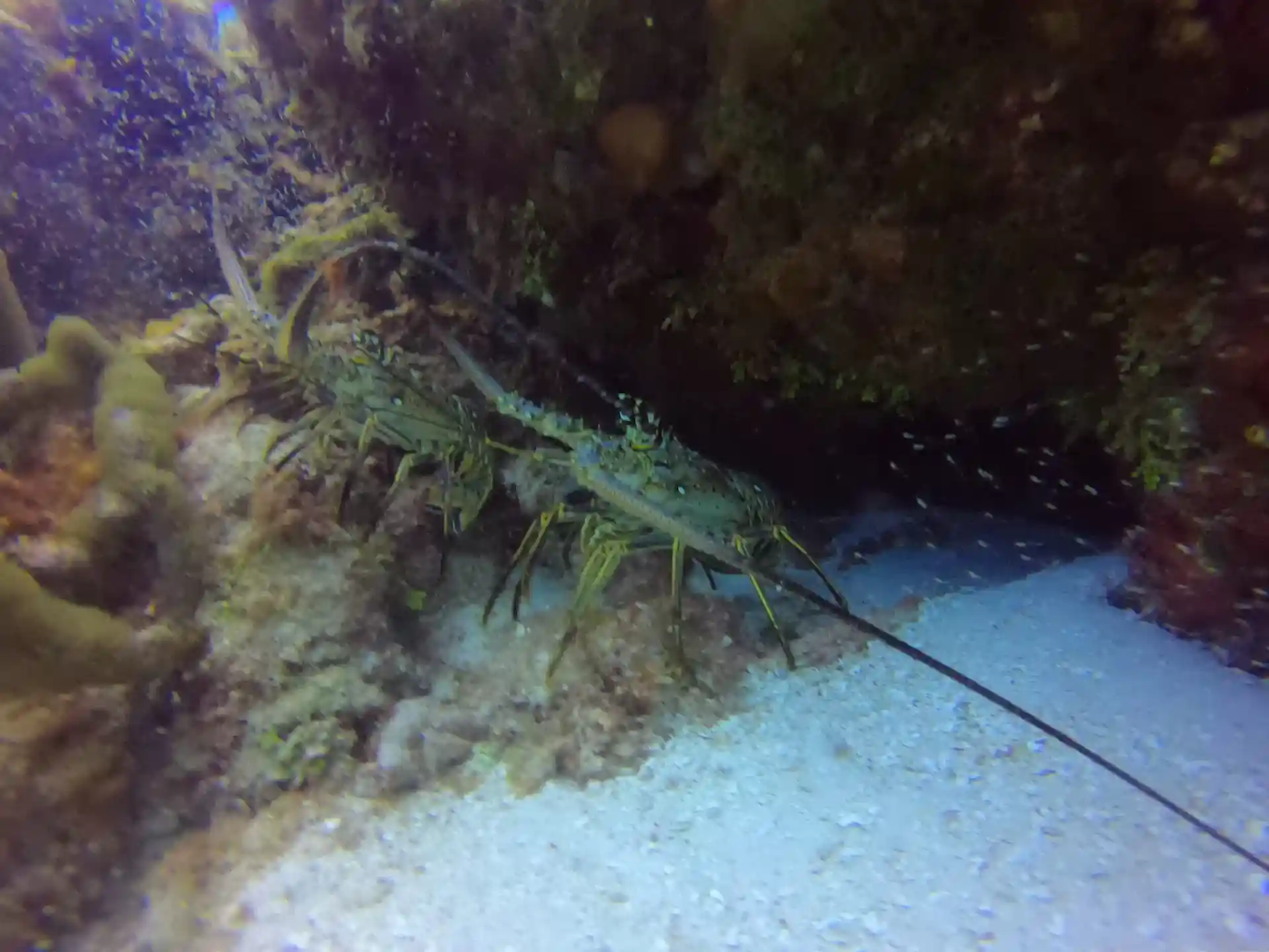 Dive site photo