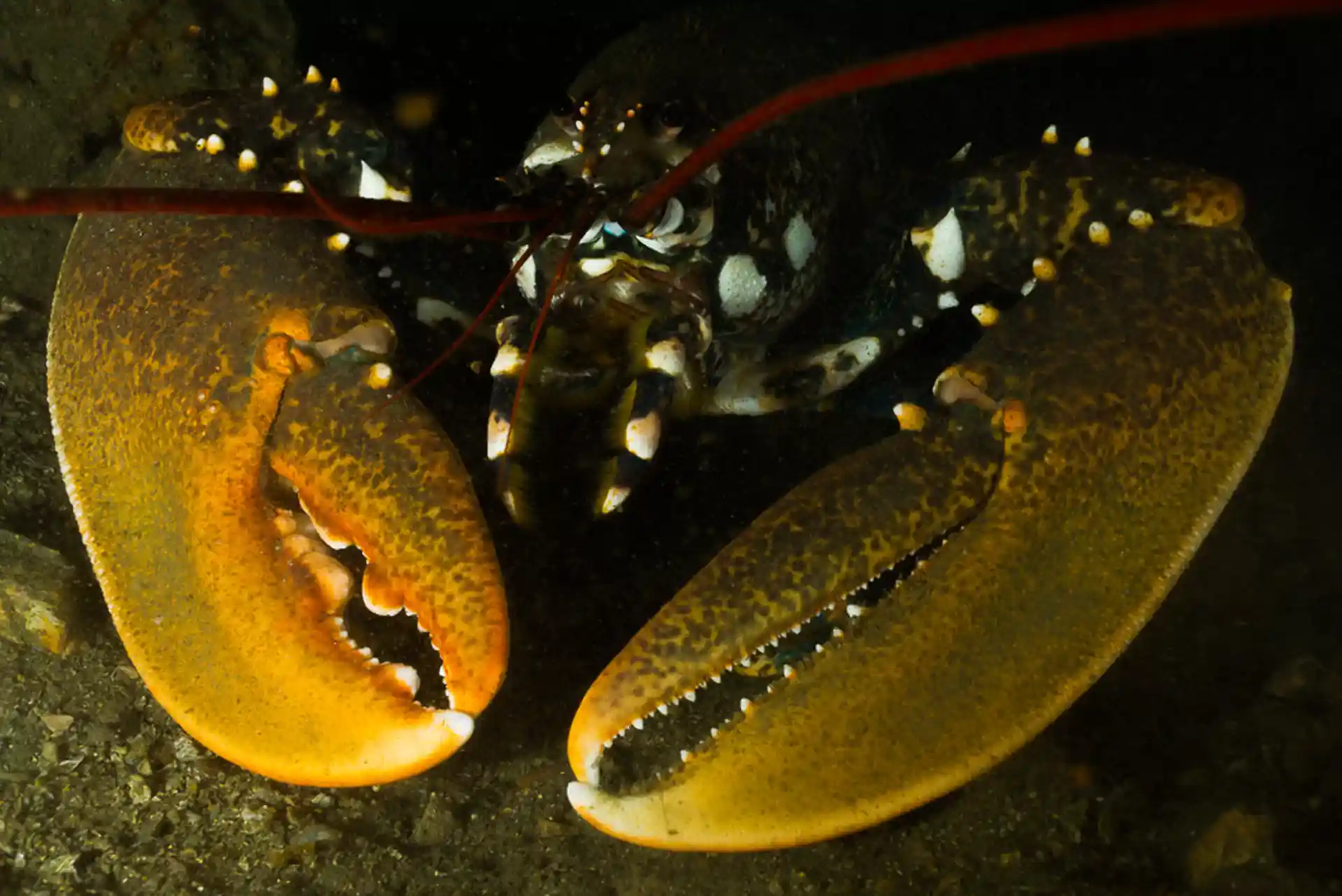 Foto del sitio de buceo