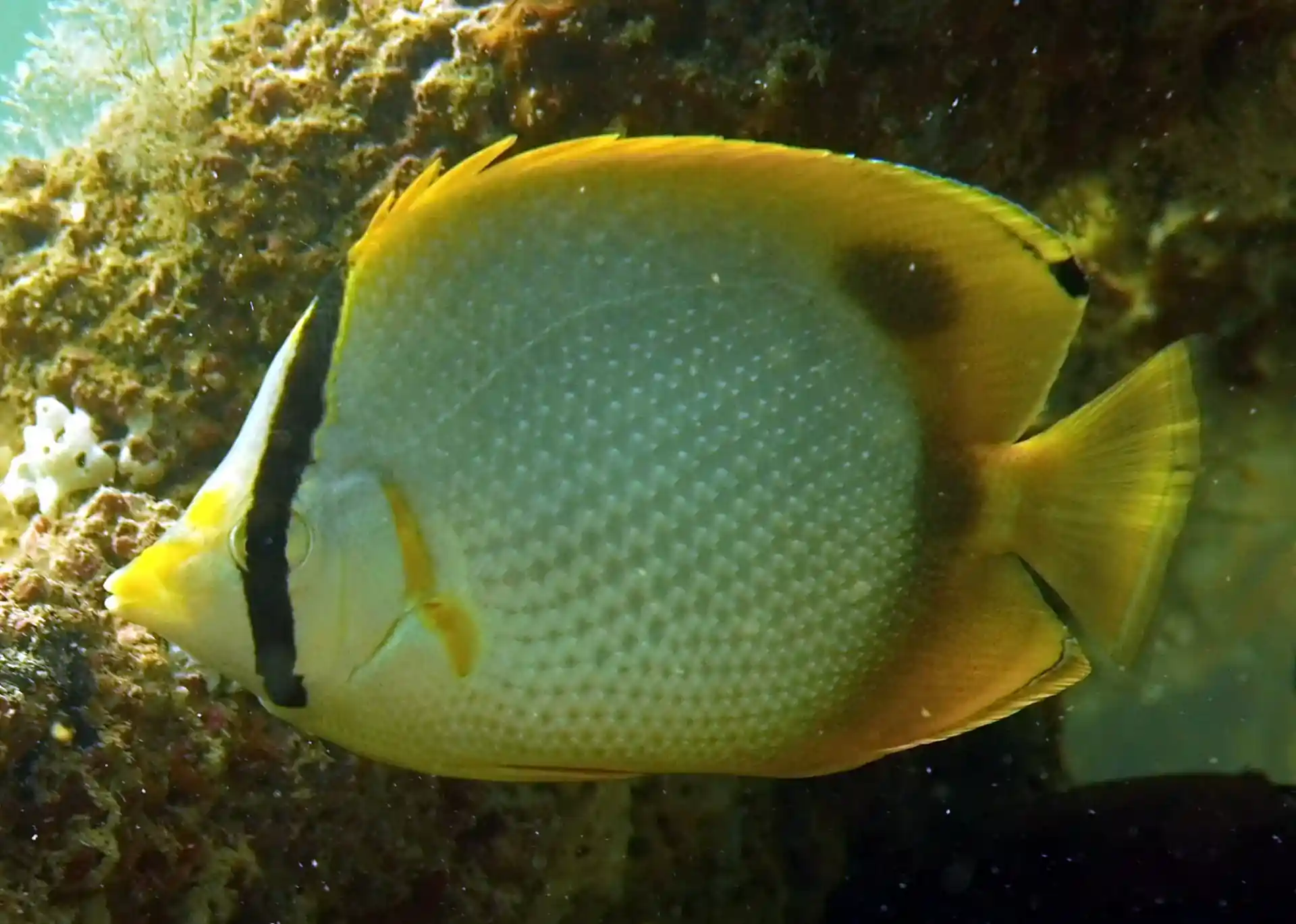 Dive site photo