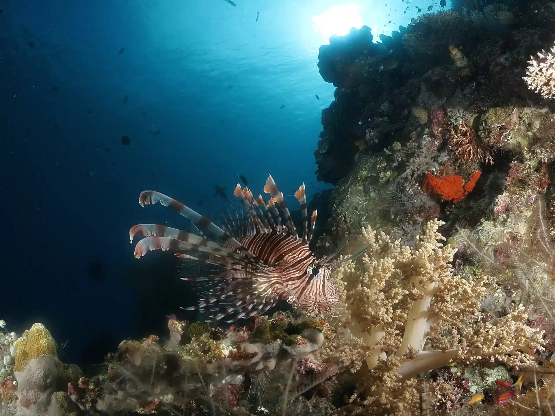 Dive site photo