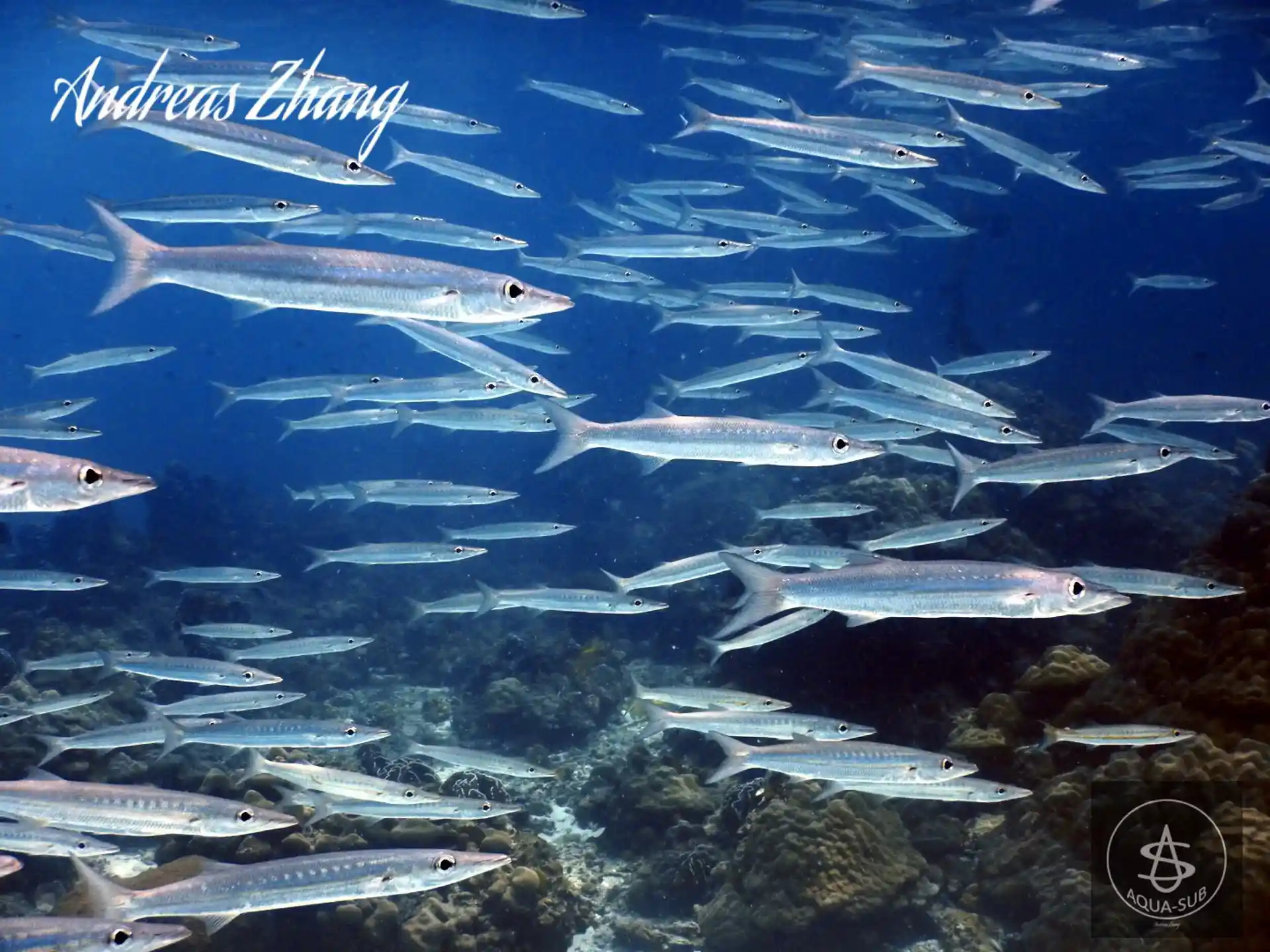 다이빙 포인트 사진