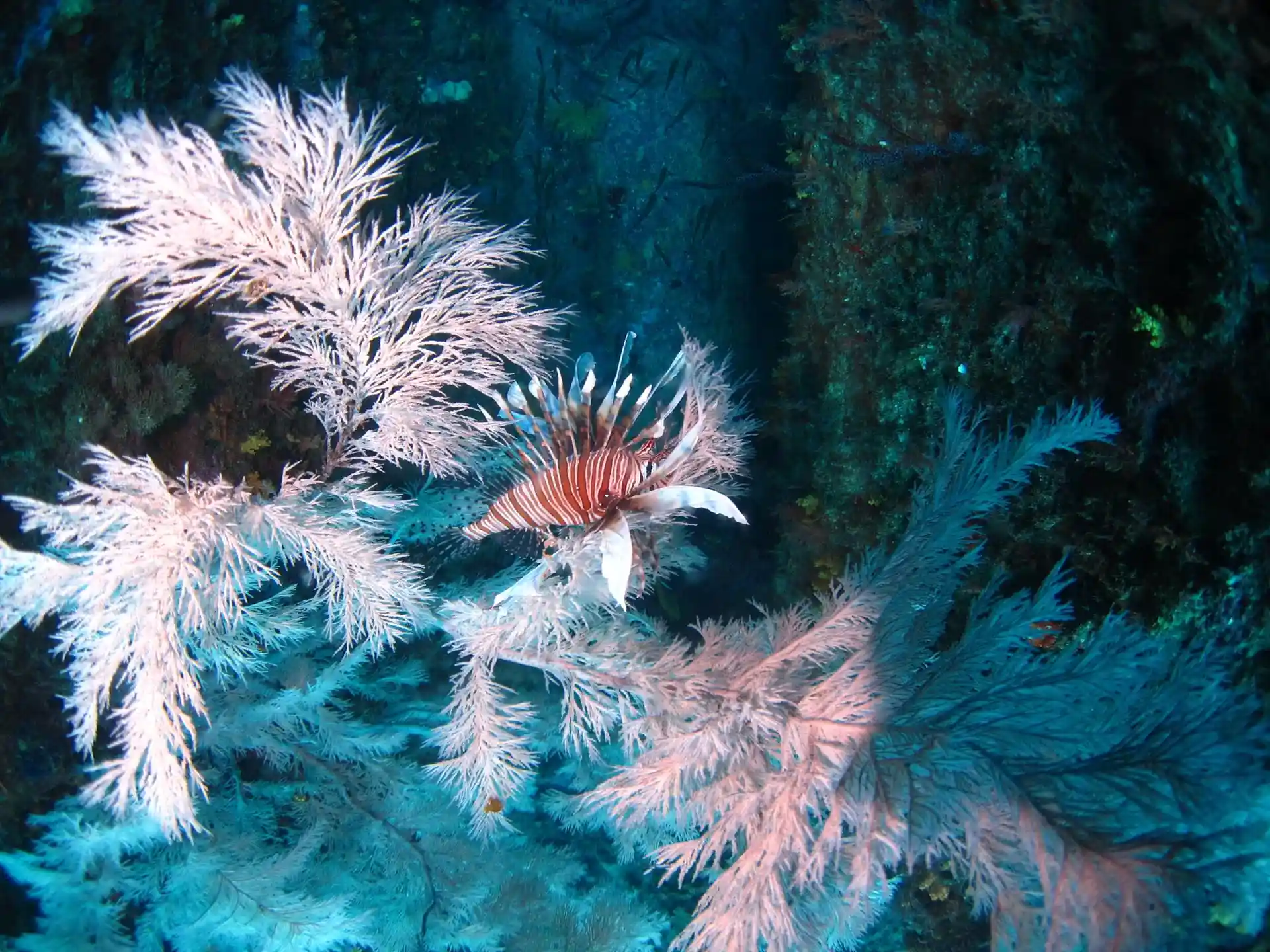 Foto van de duiklocatie