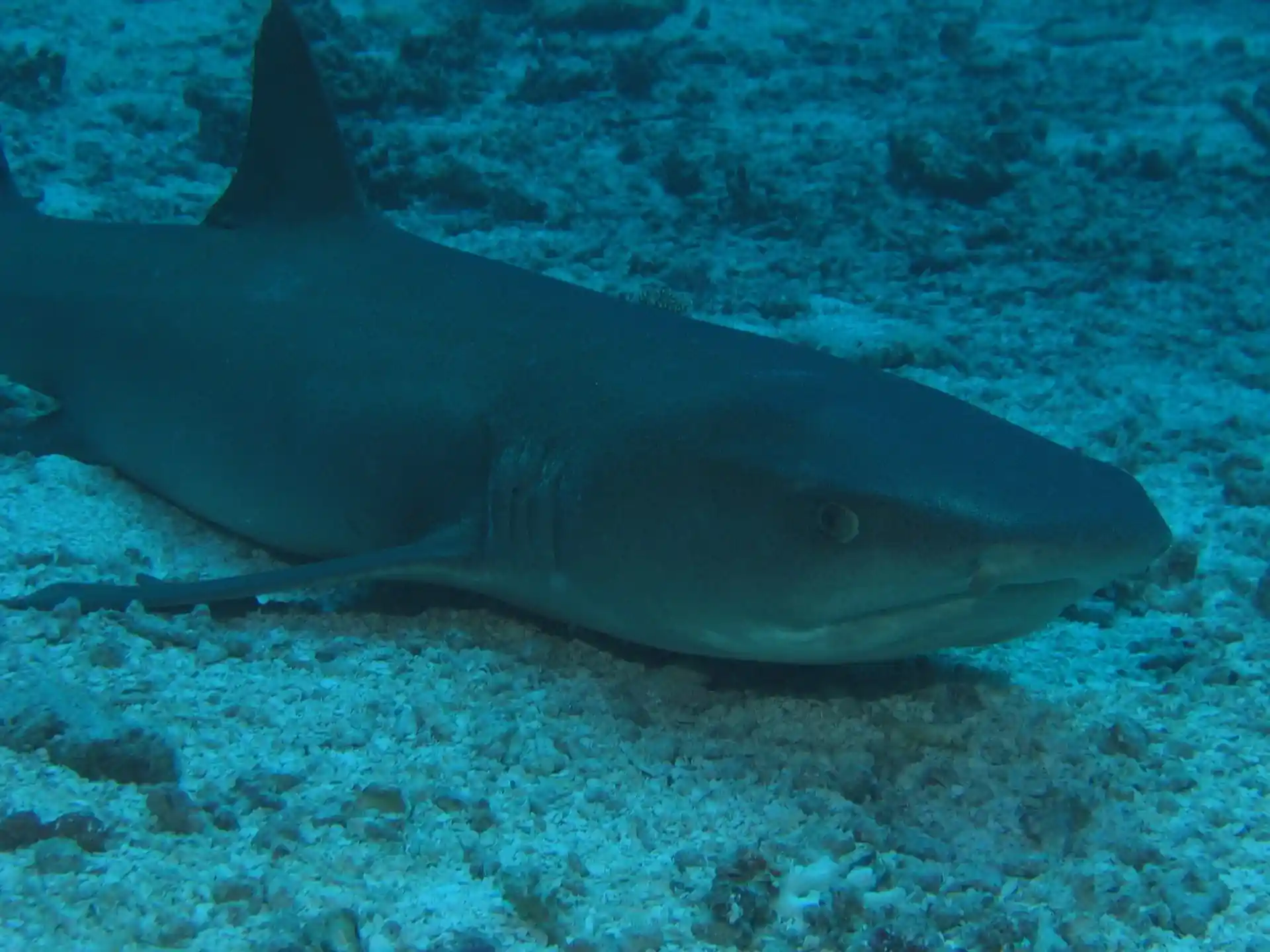 Dive site photo