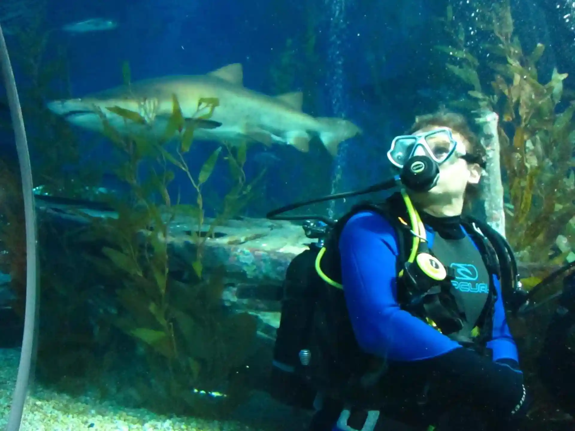 Immersioni con Squali