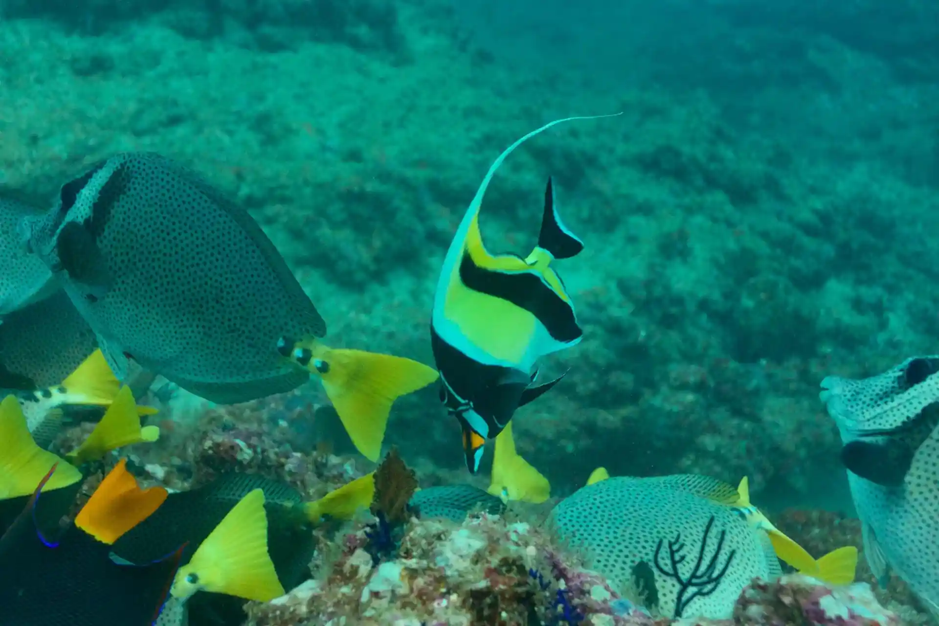 Dive shop photo