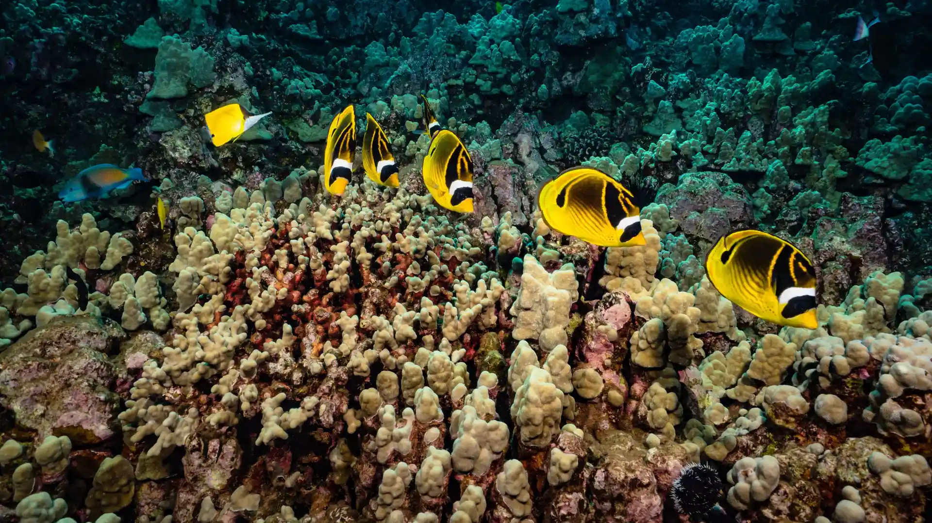 Foto van de duiklocatie