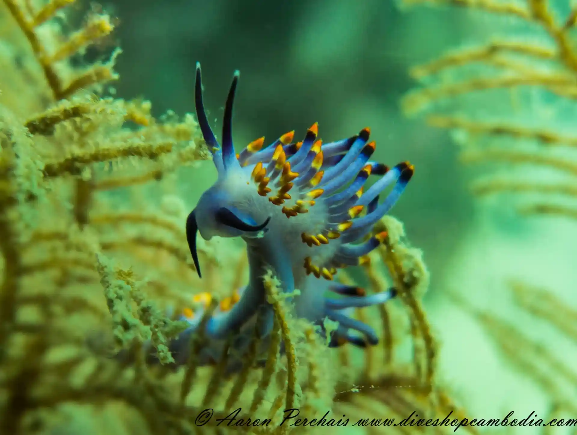 Foto van de duiklocatie