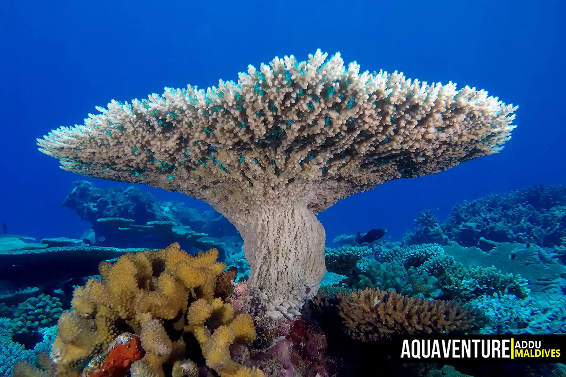 Foto del sitio de buceo