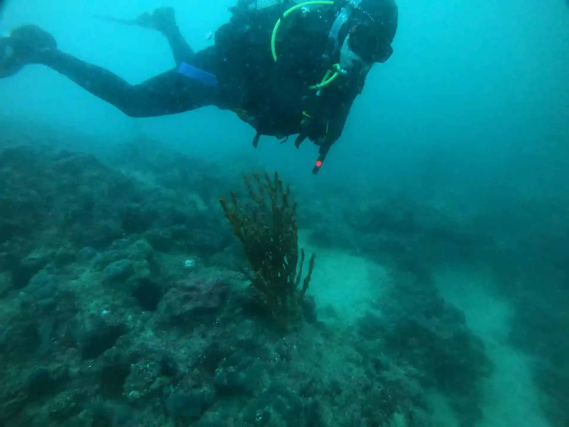 ダイビングサイトの写真