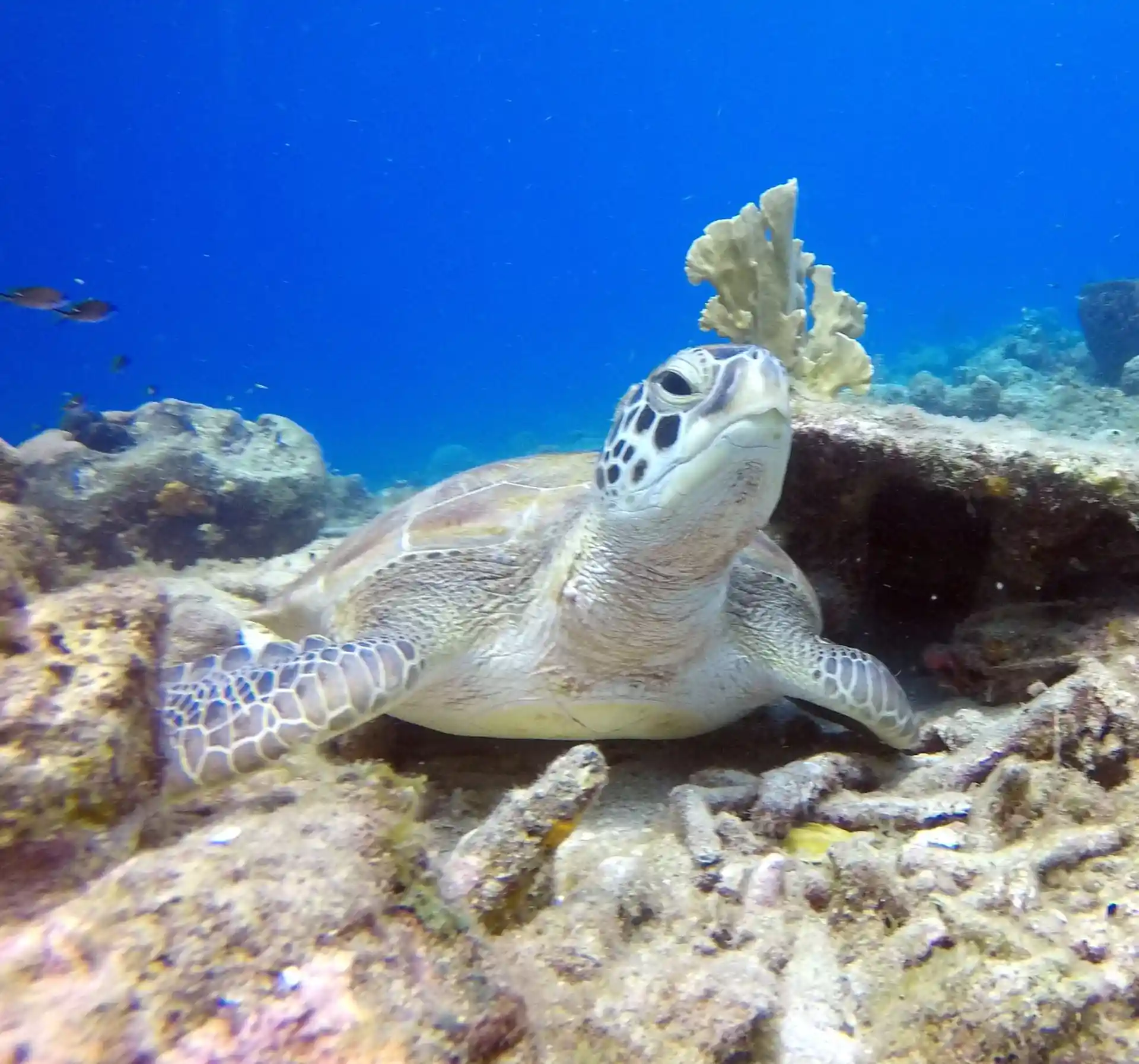 Dive site photo