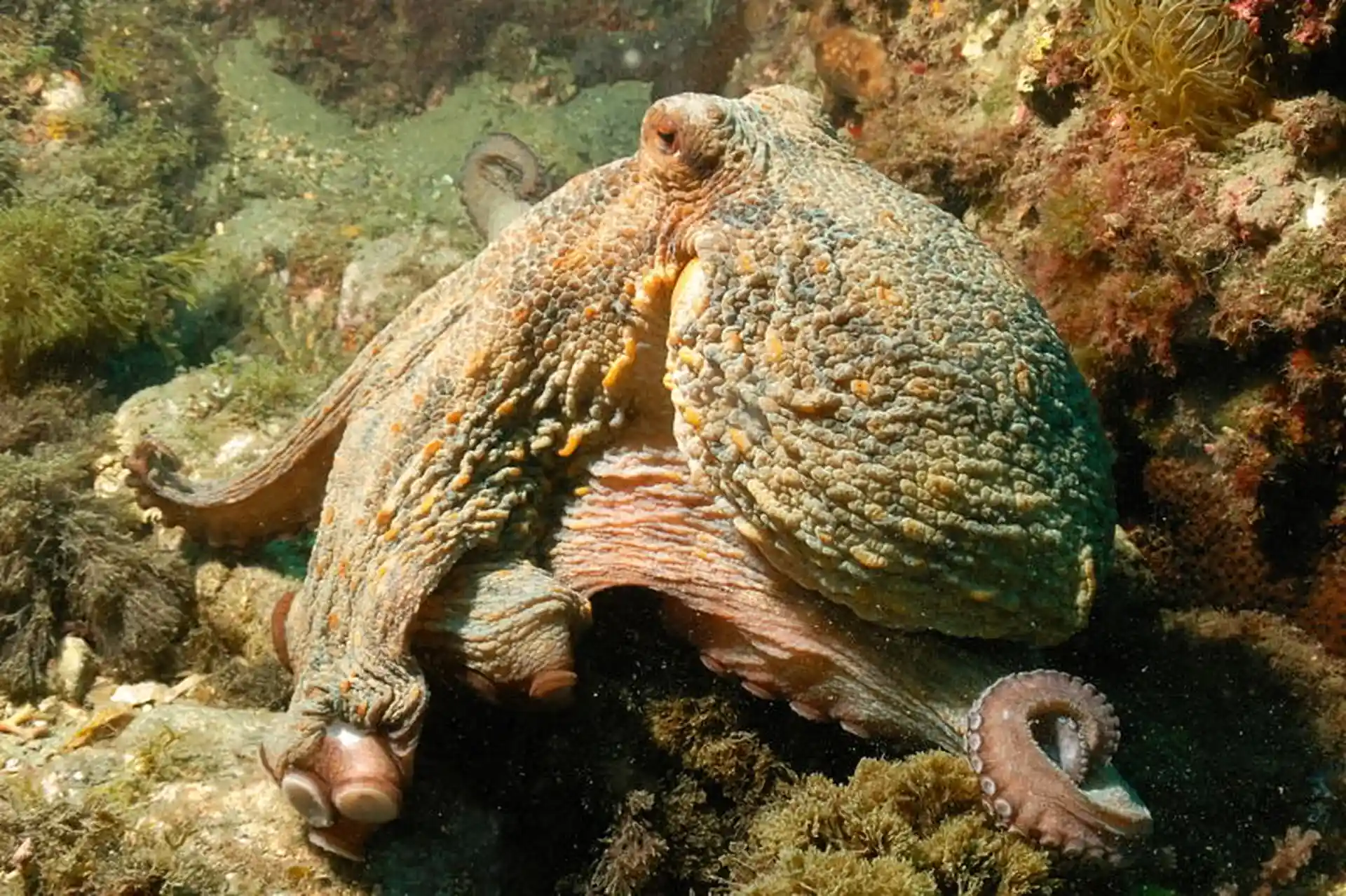 Dive site photo