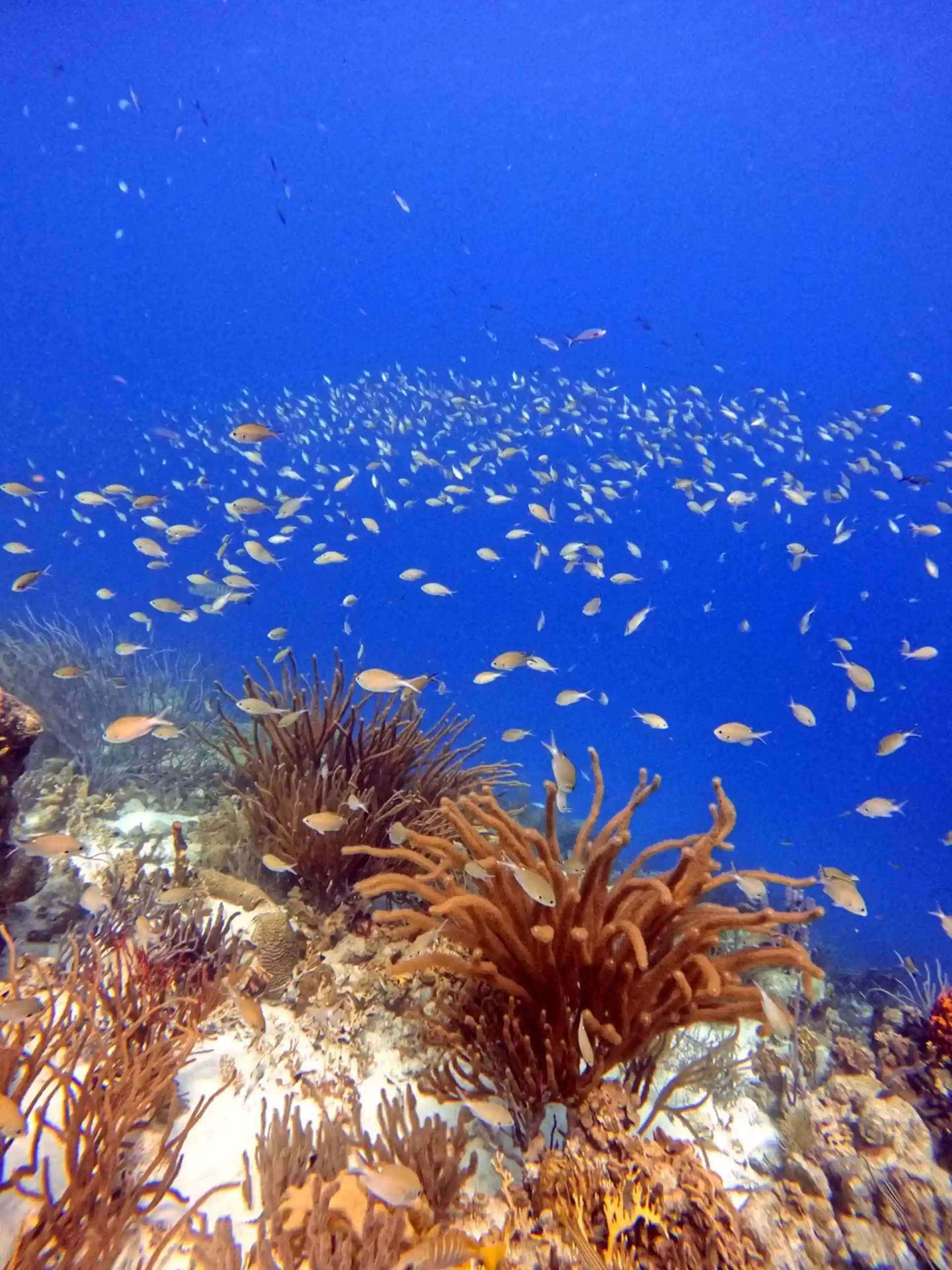 ダイビングサイトの写真