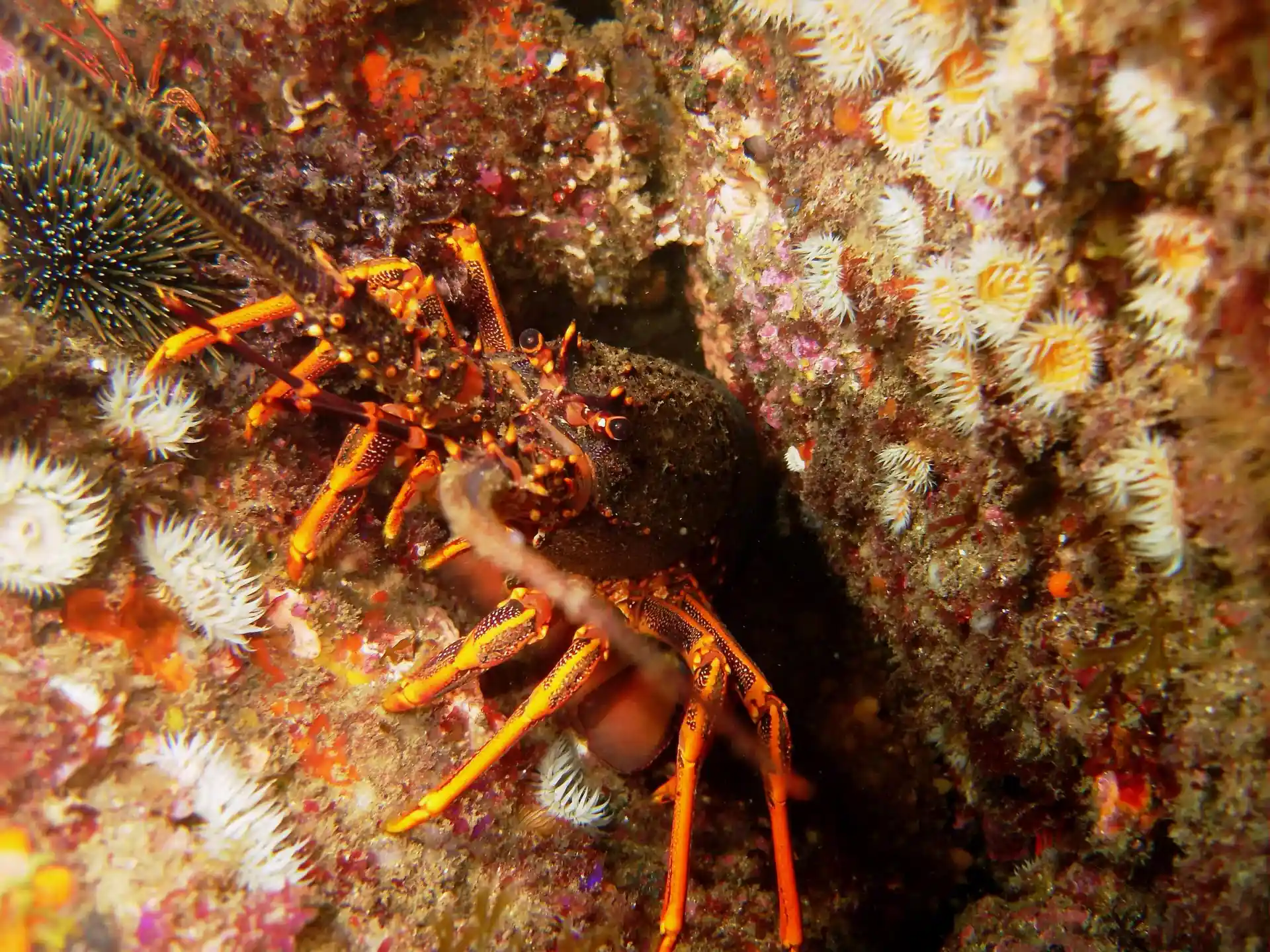 Dive site photo