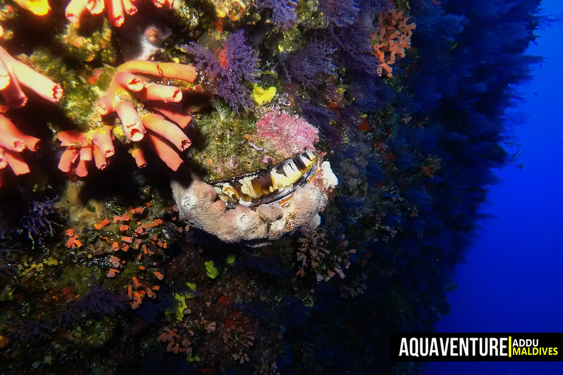Dive site photo