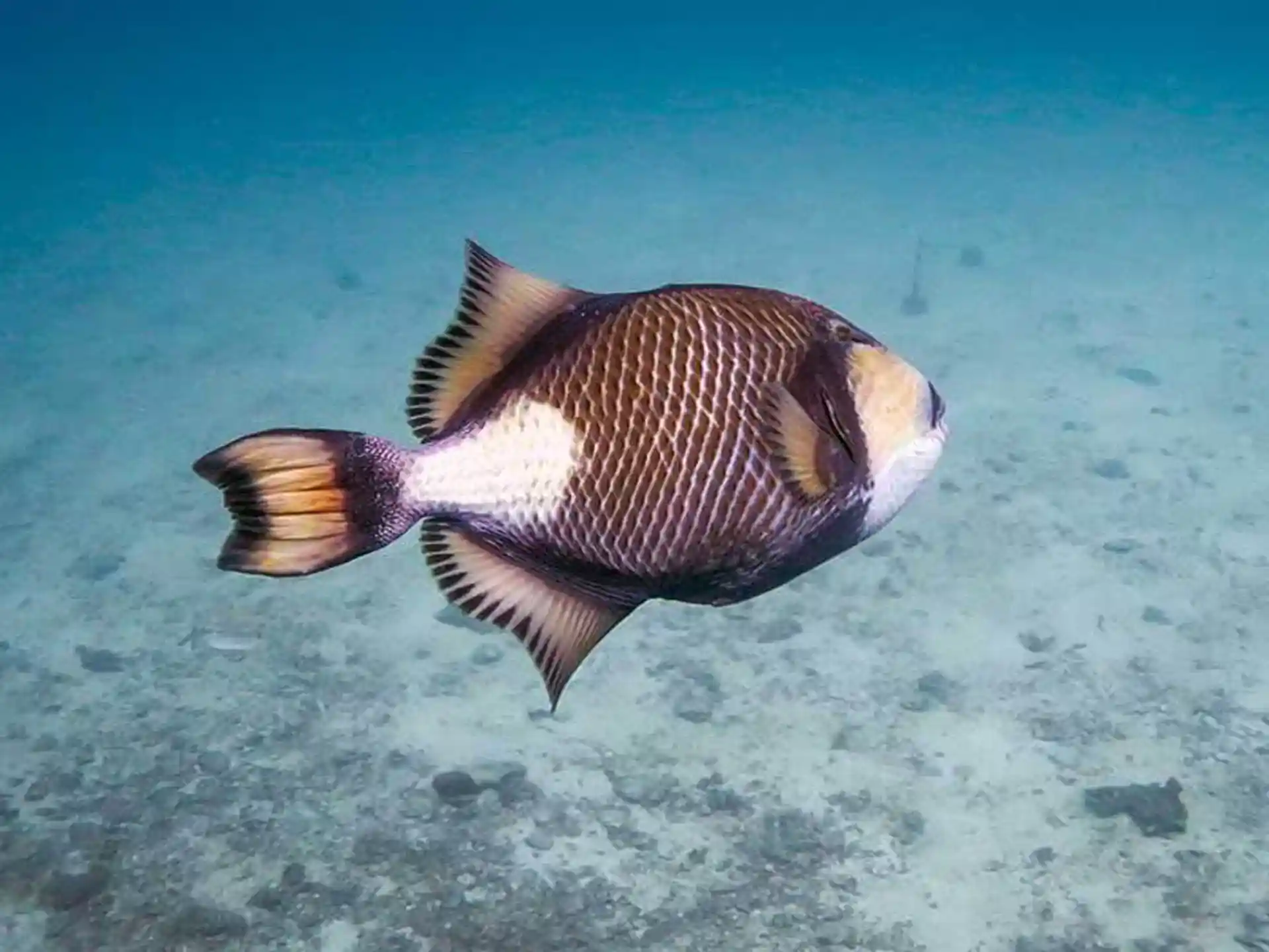 Dive site photo