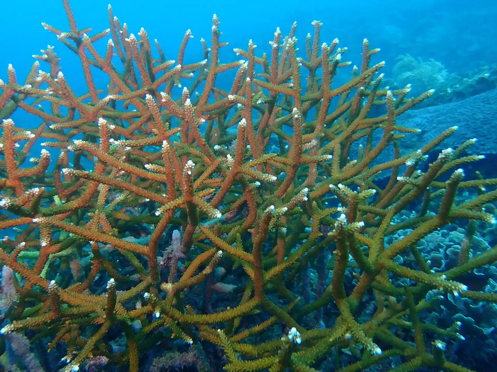 Dive site photo
