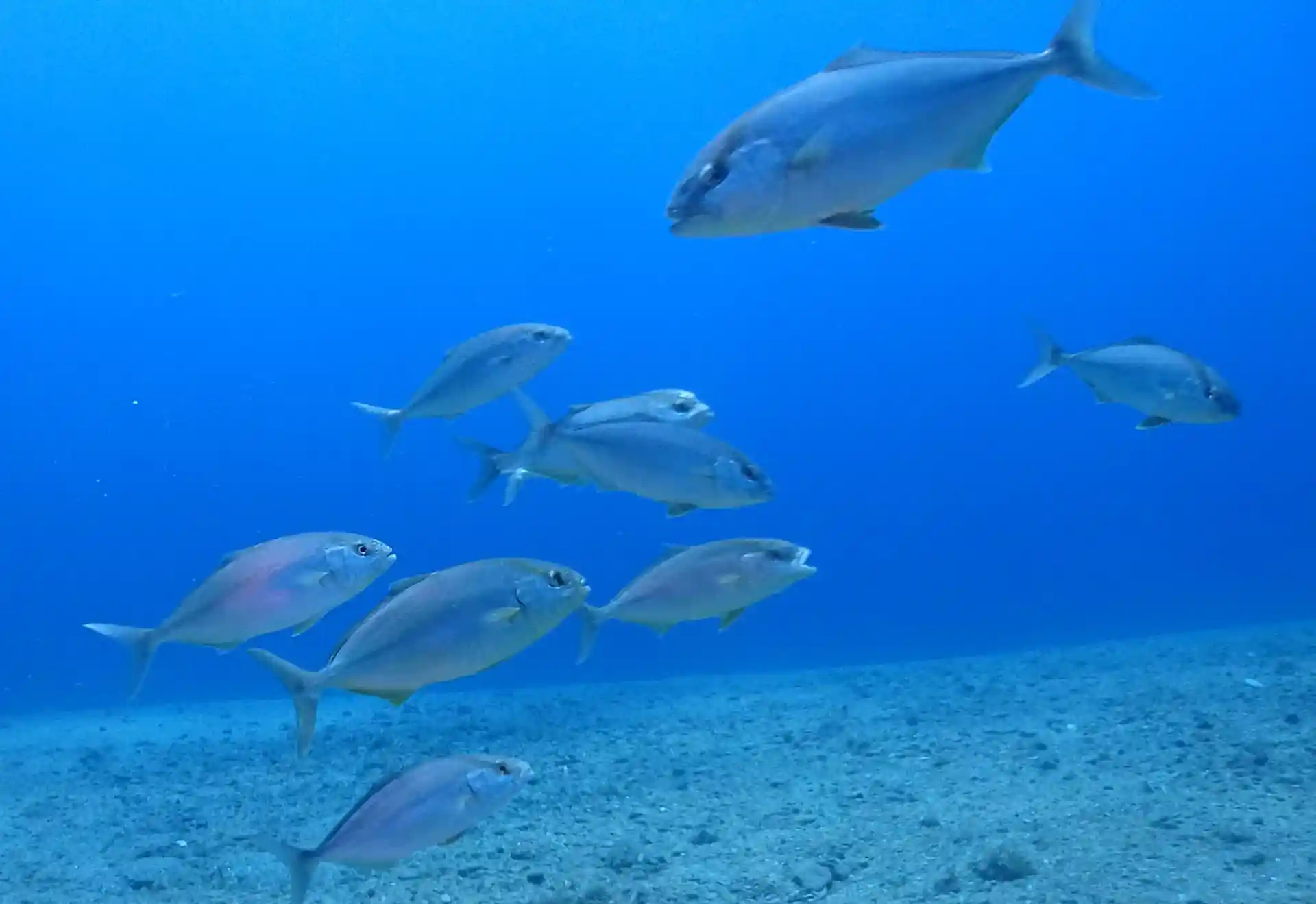 Ricciole gialle - Loutra