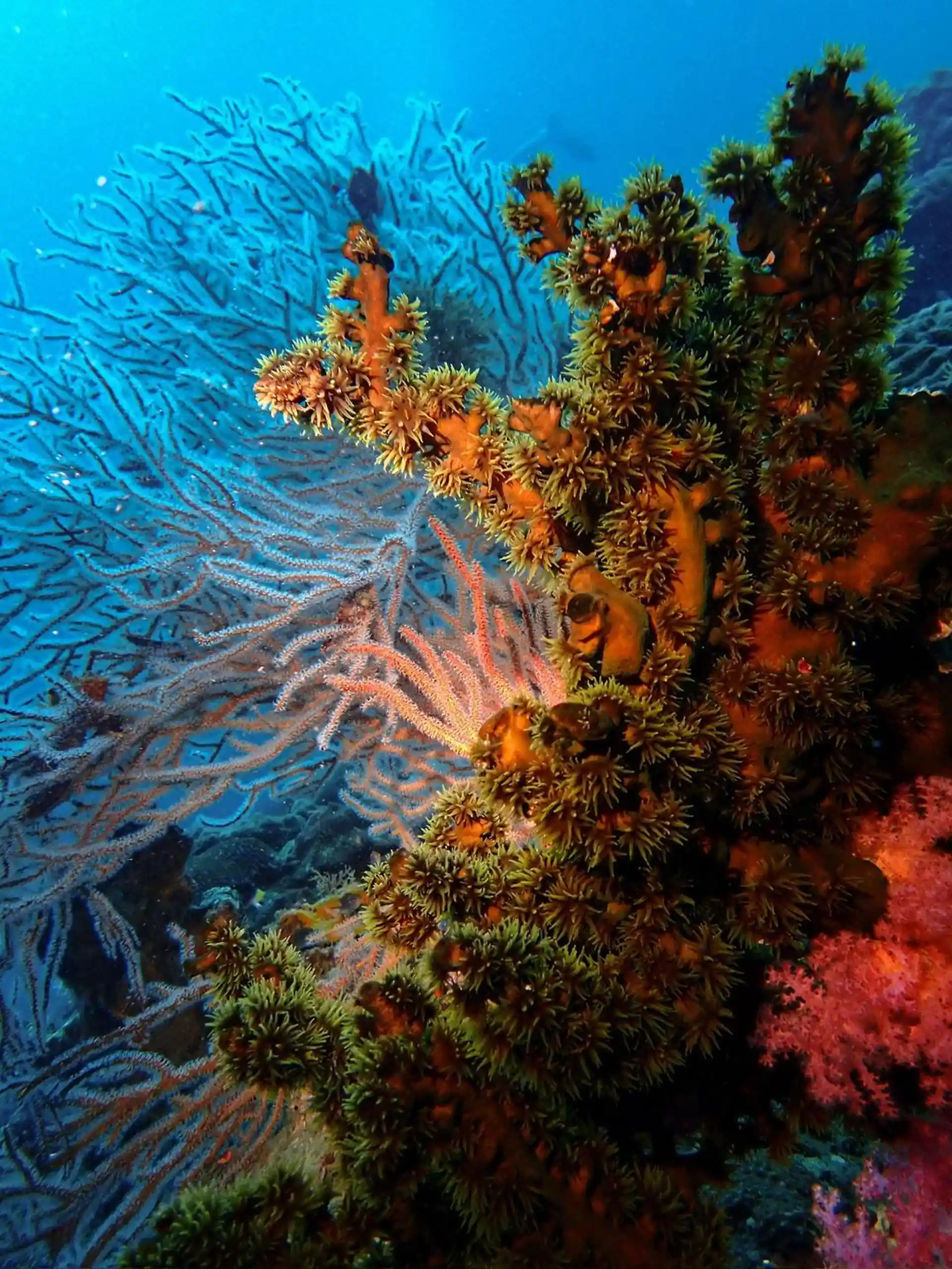 Dive site photo