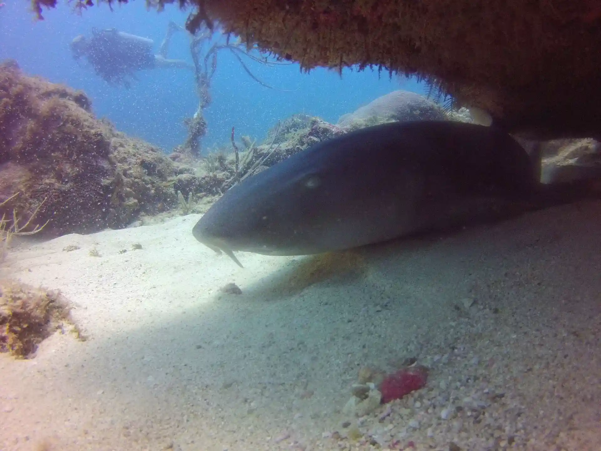 Dive site photo