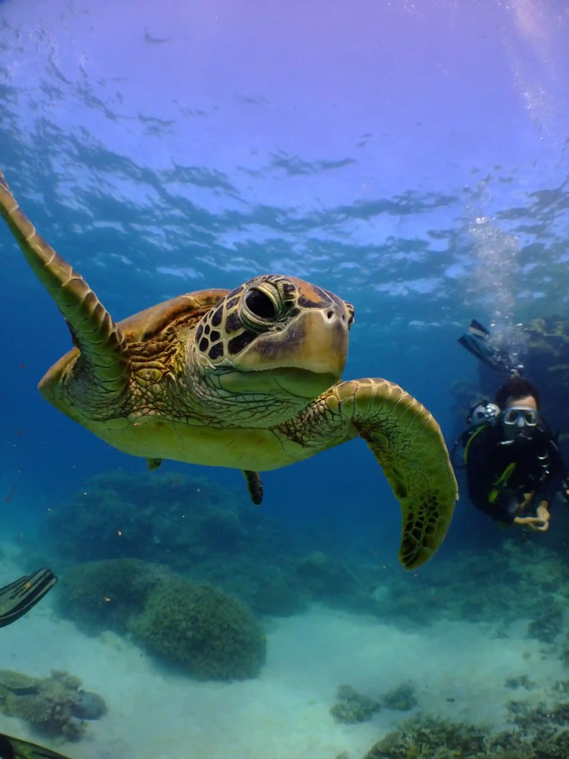 ダイビングサイトの写真