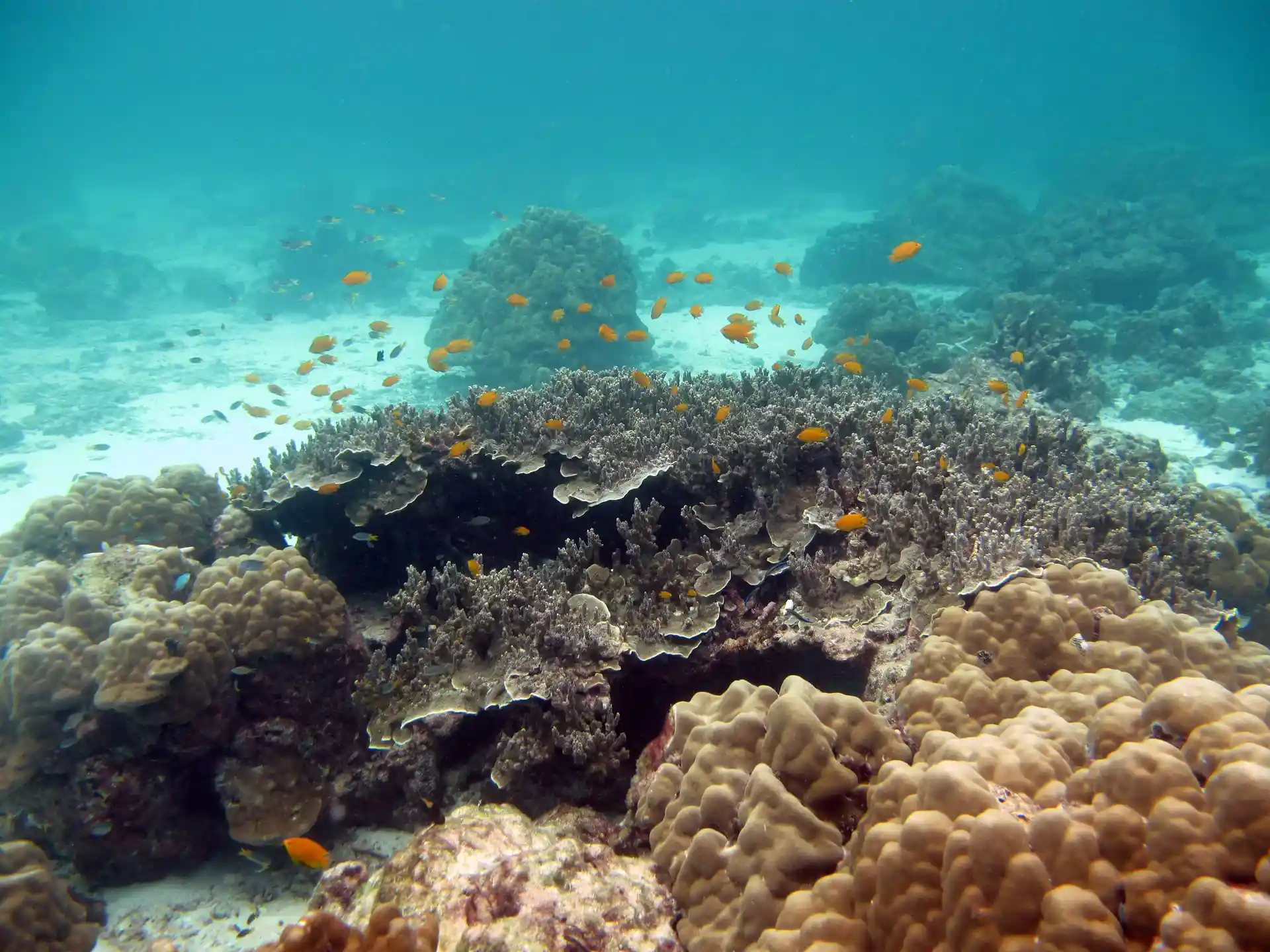 Dive site photo