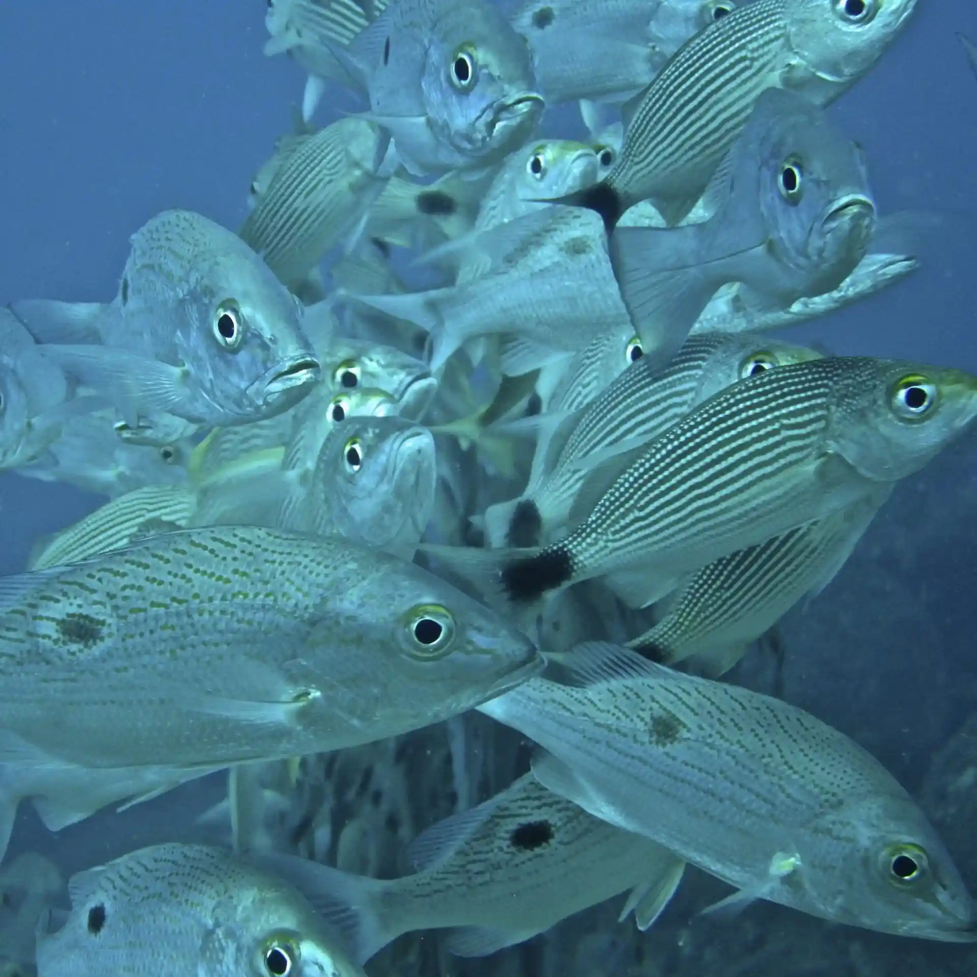 ダイビングサイトの写真