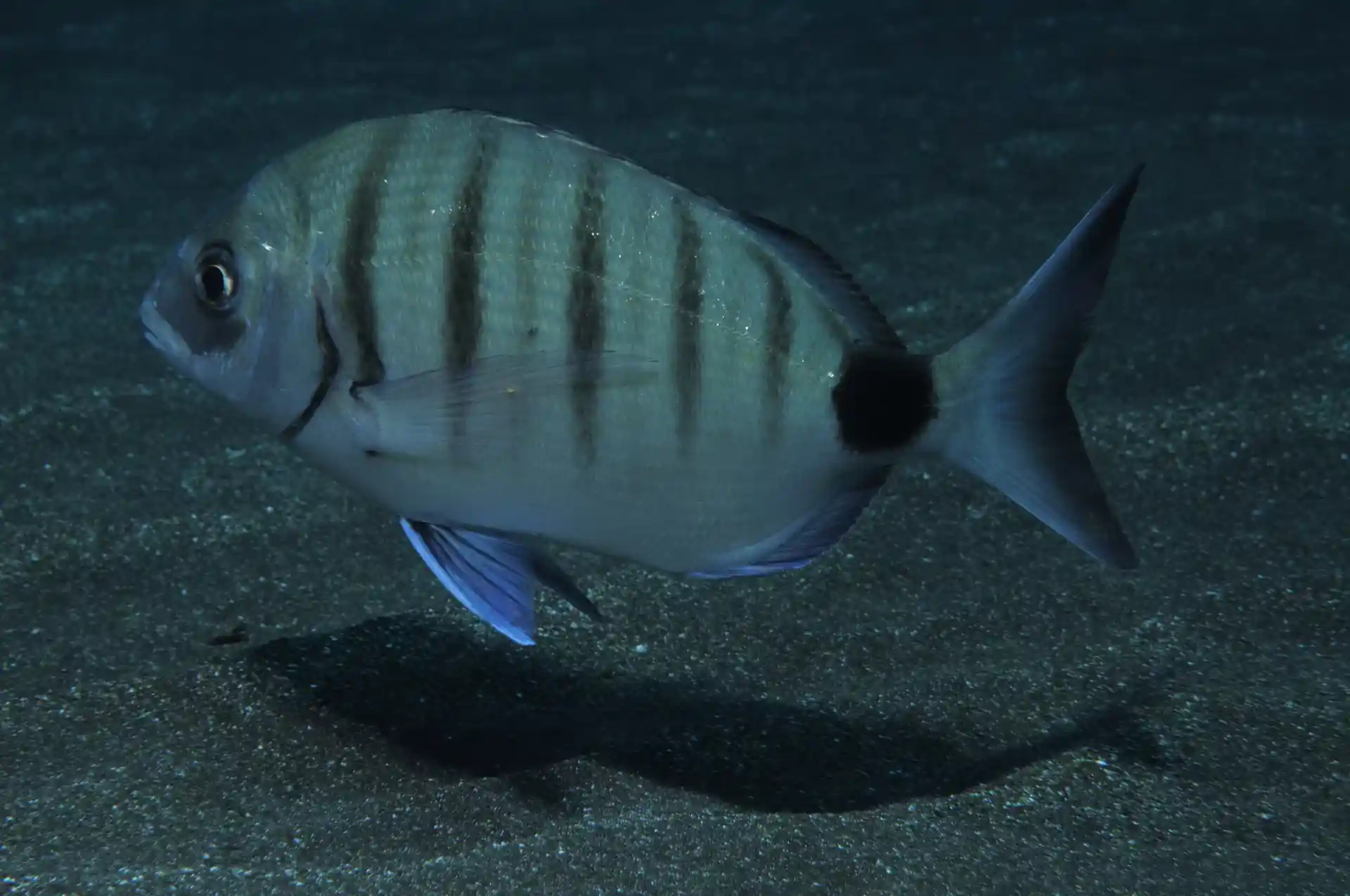 ダイビングサイトの写真