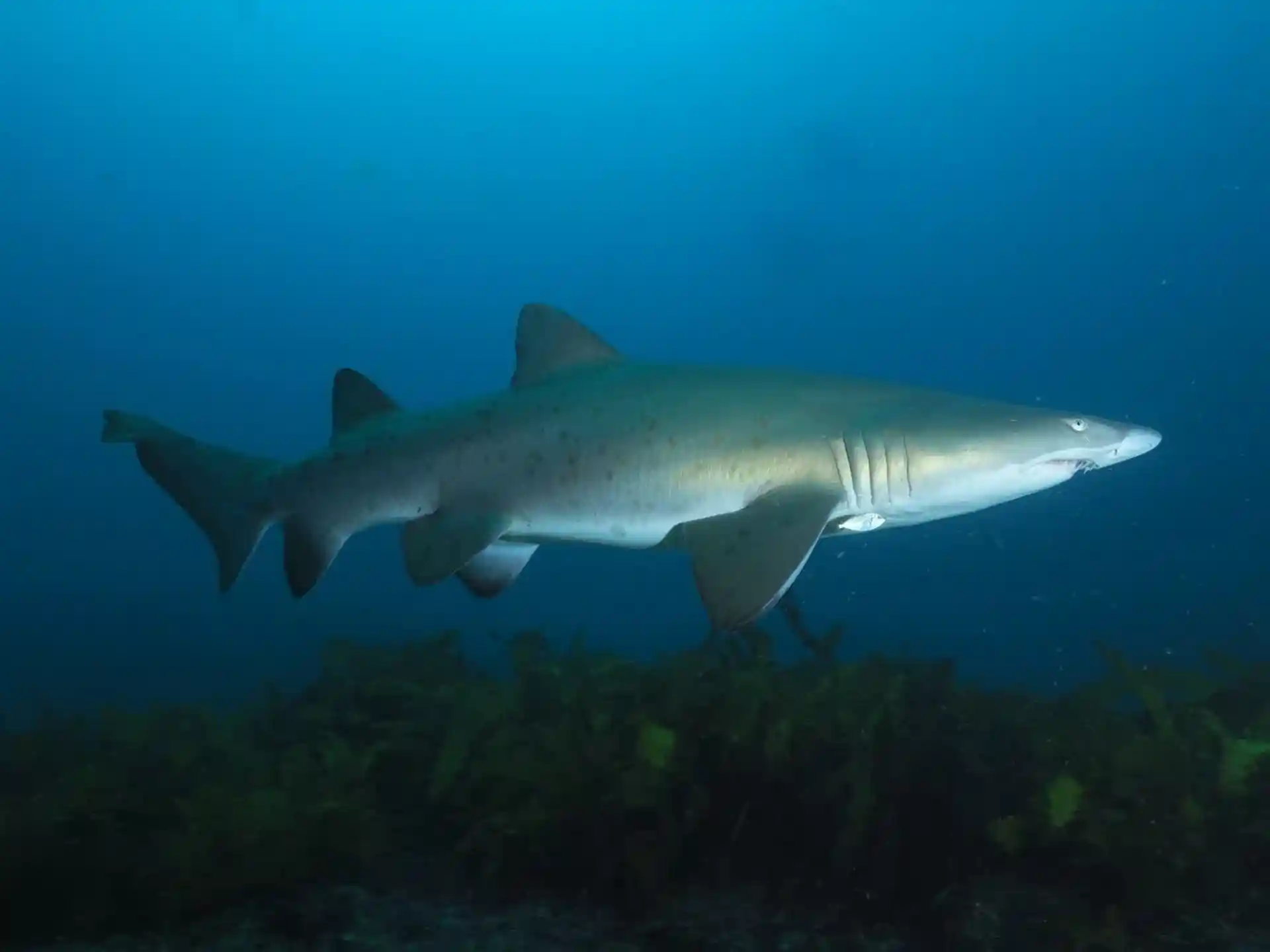 Photo du site de plongée