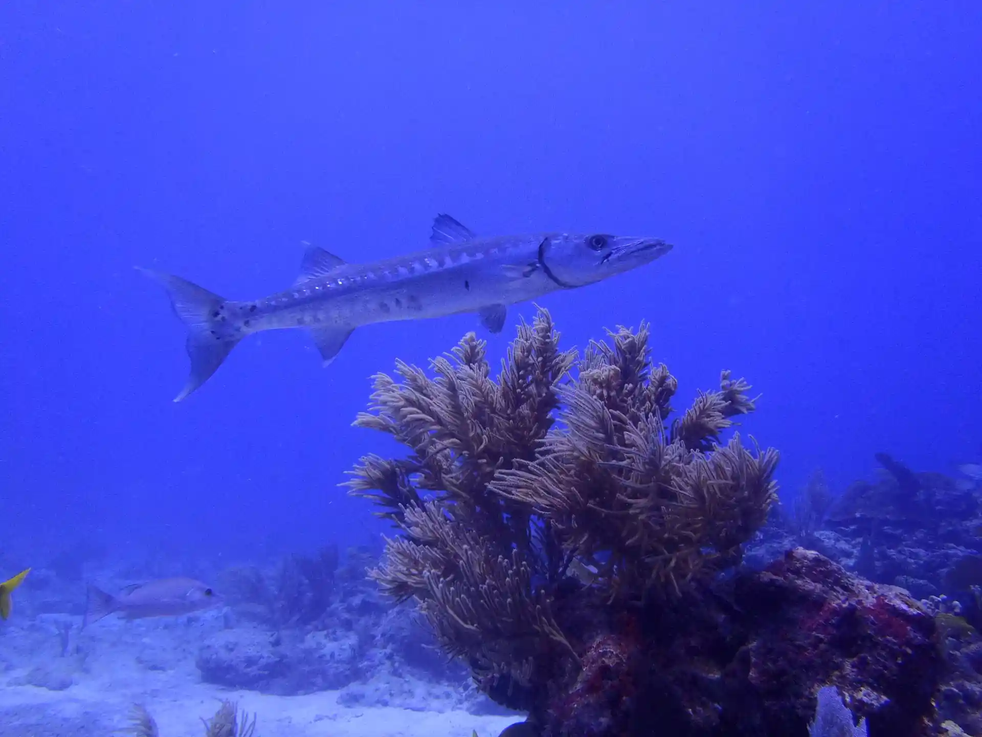 Foto de la tienda de buceo
