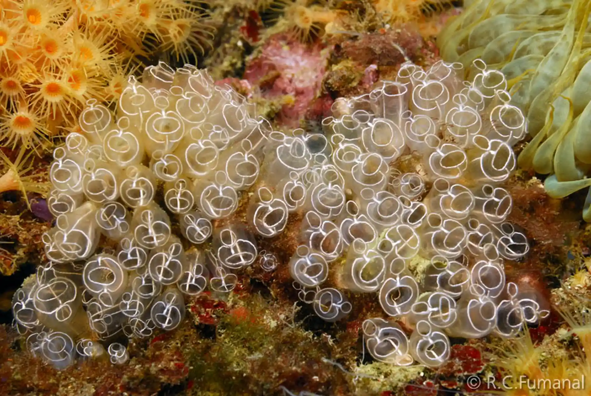 Dive site photo