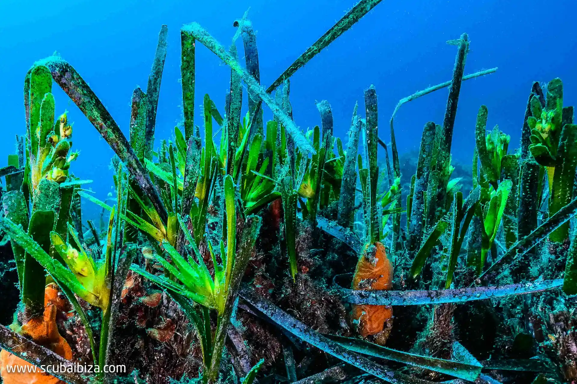 Flor de Posidonia oceanica