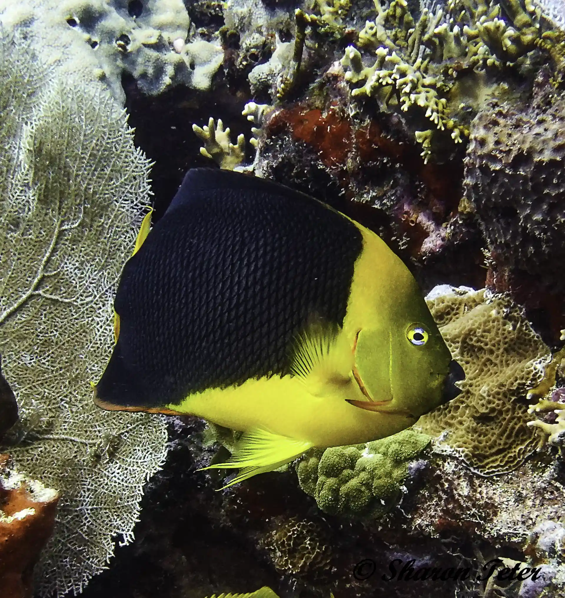 Photo de l'activité