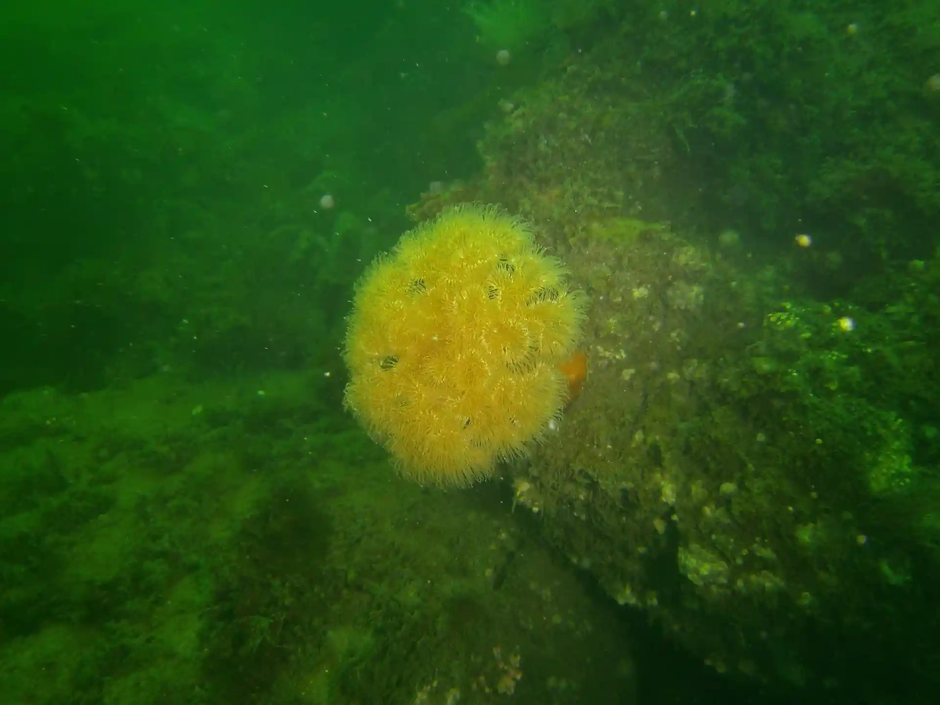 Dive site photo