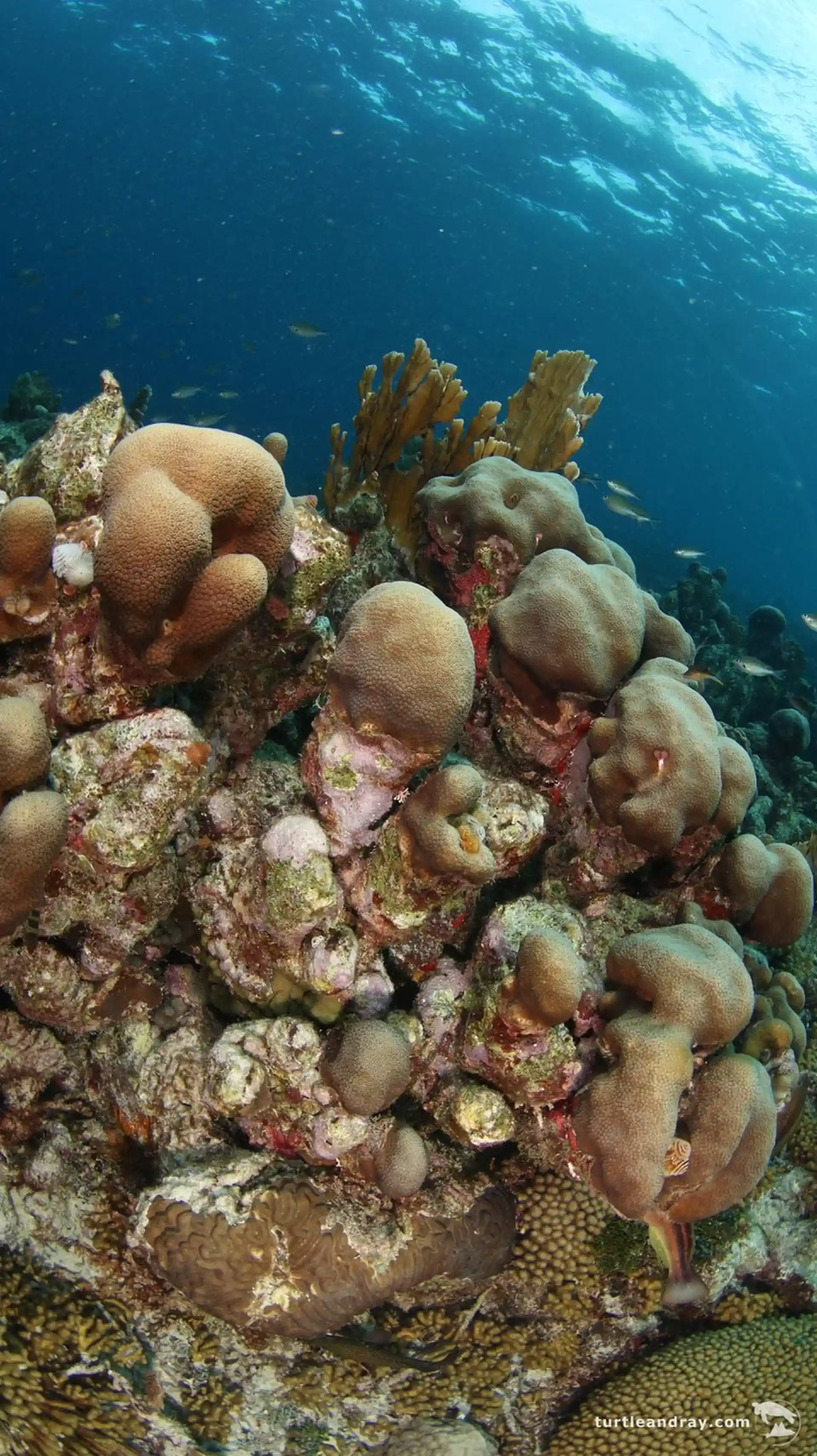 Dive site photo