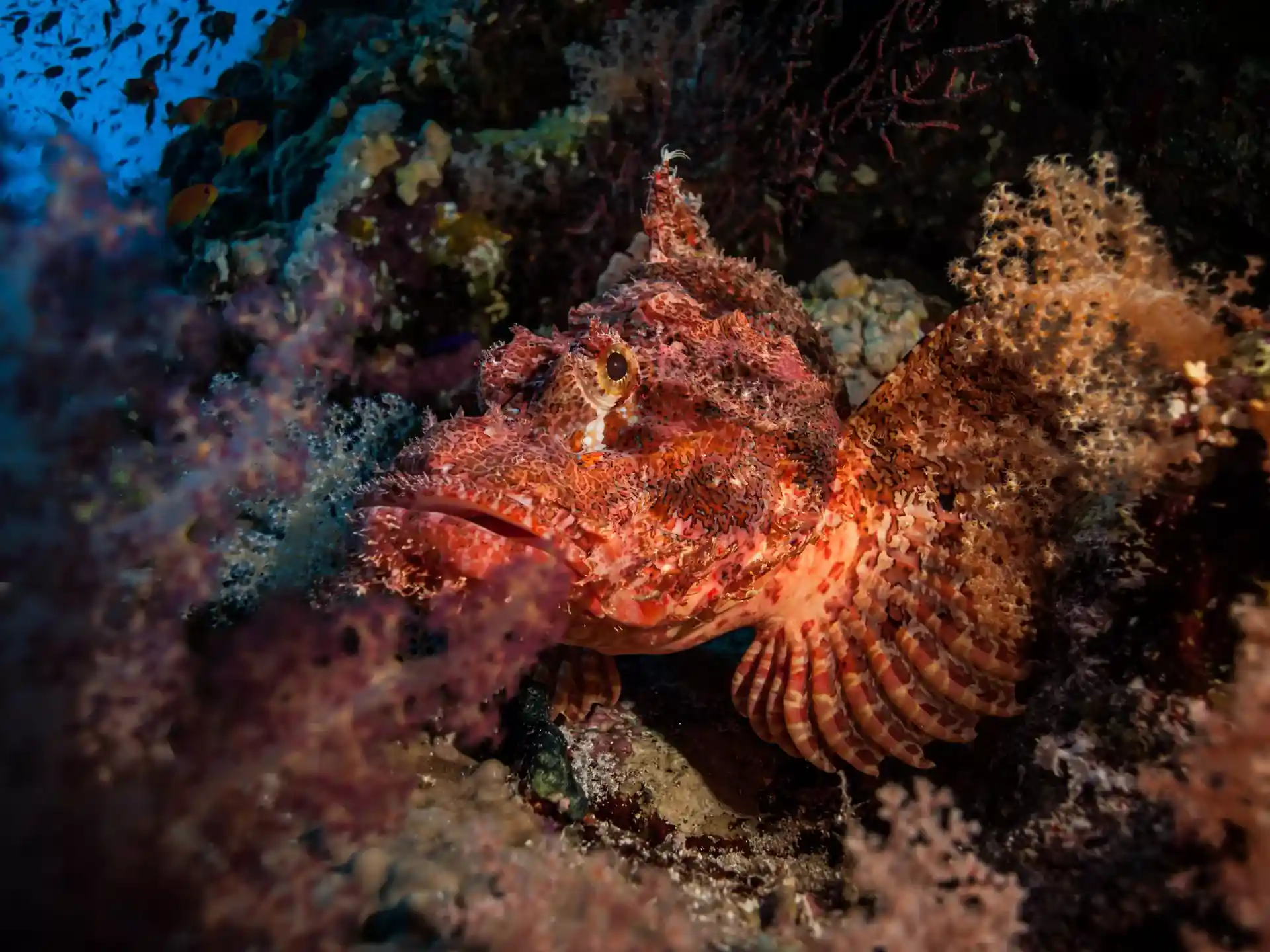 Photo du site de plongée