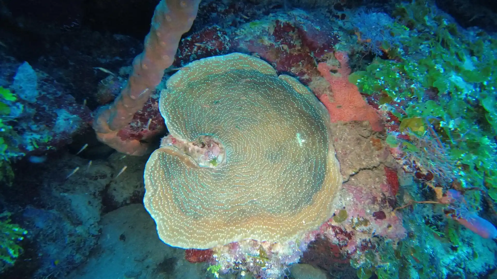 Dive site photo