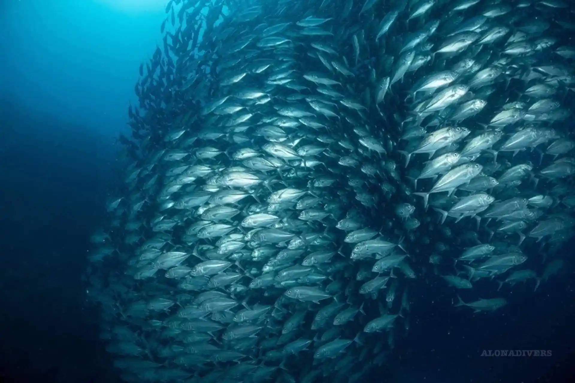 Photo de l'activité