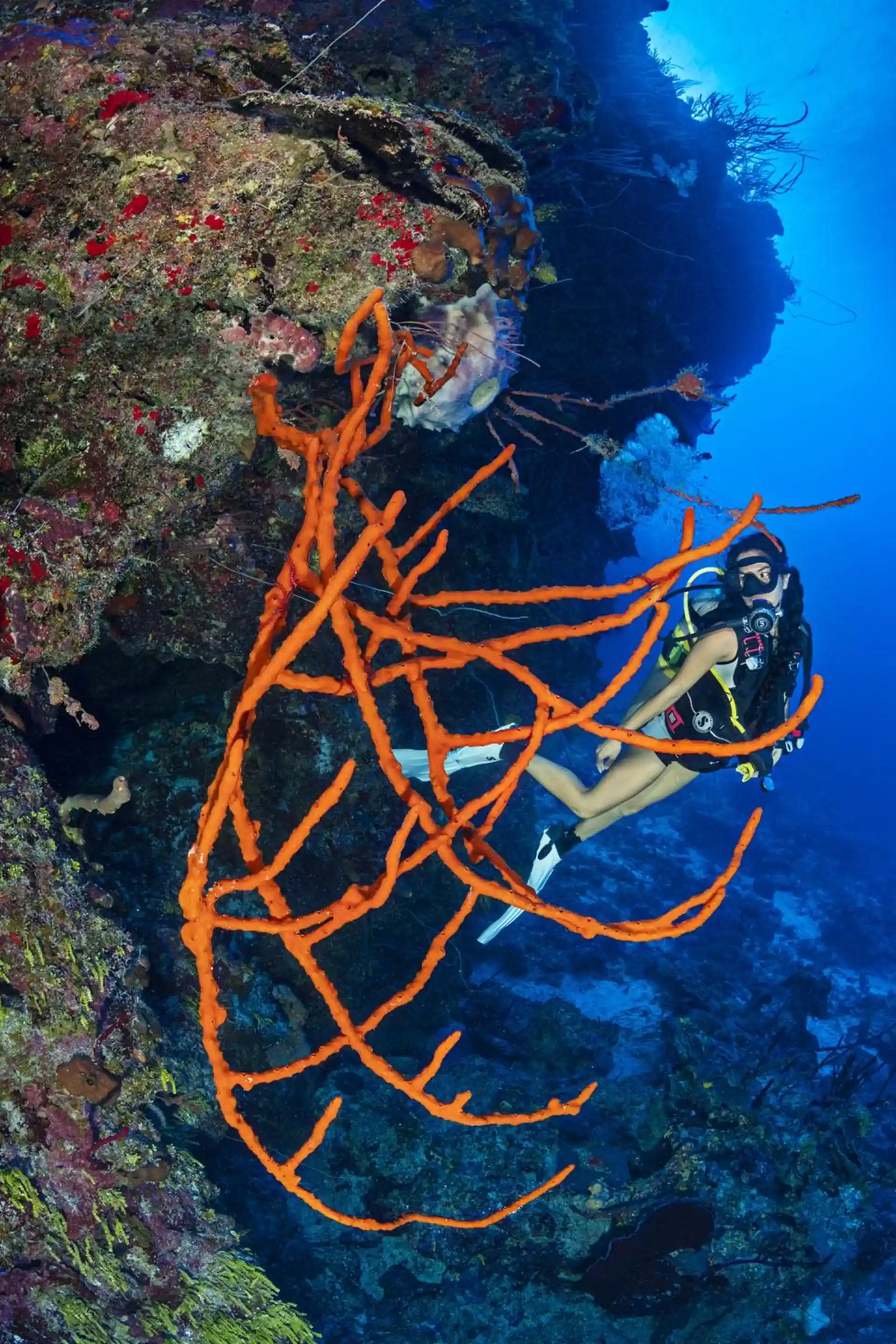 Dive site photo