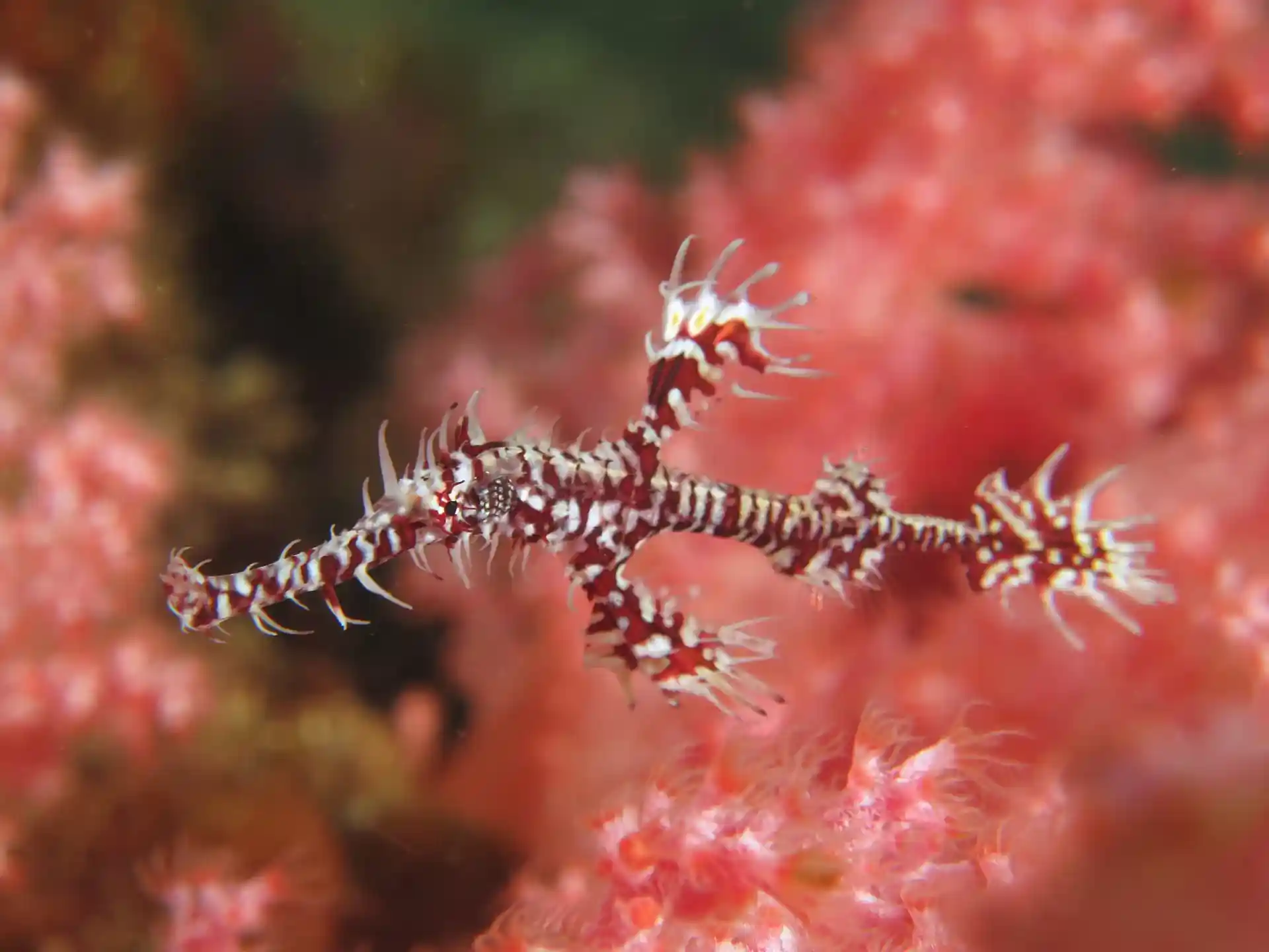 Dive site photo