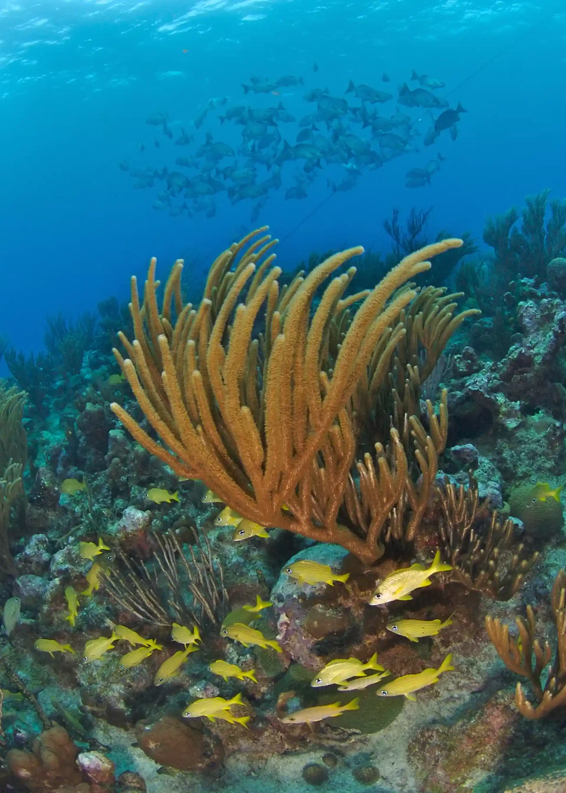 Dive site photo